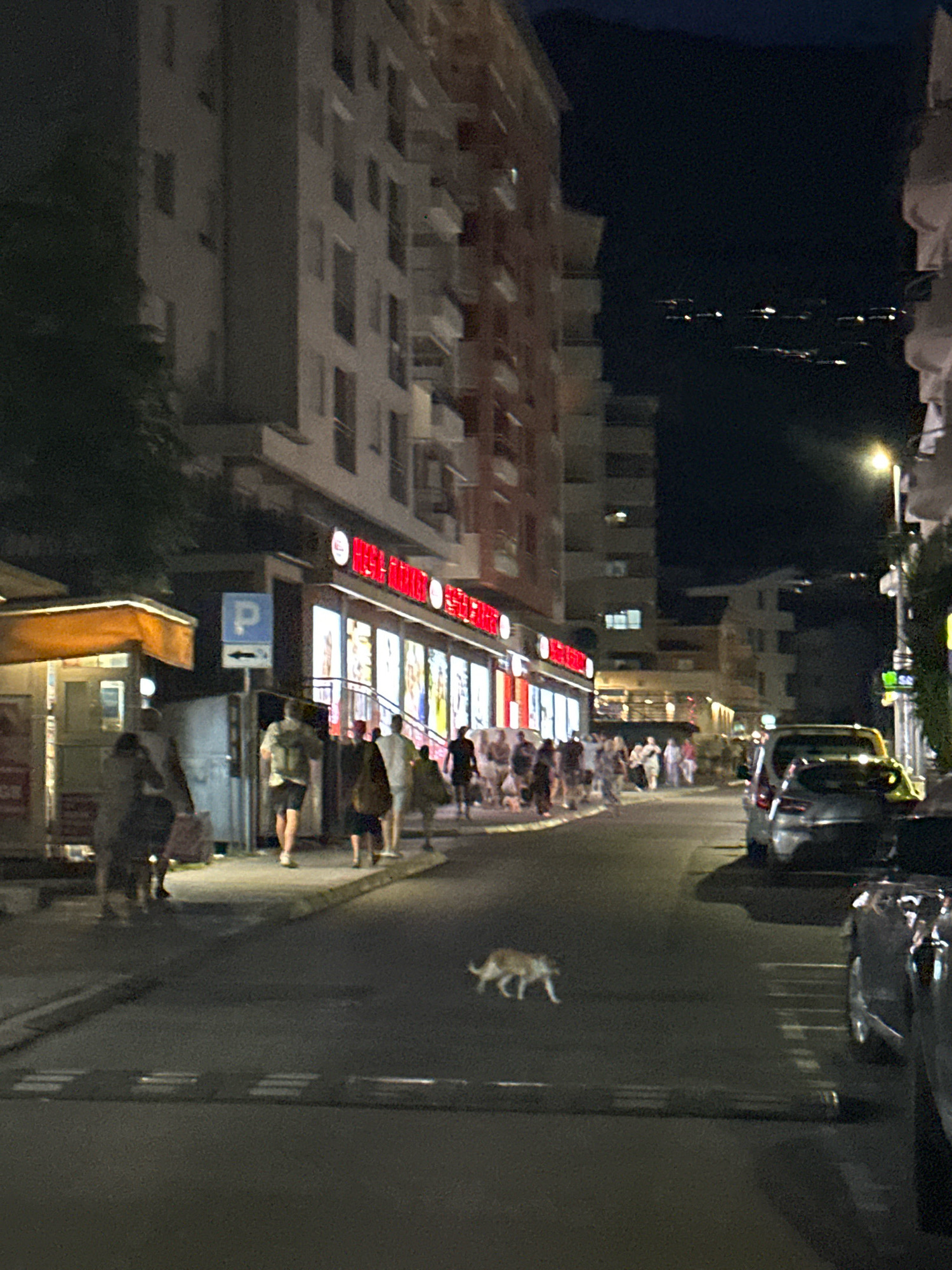 The image depicts a nighttime street scene in Budva, Montenegro. A sidewalk lined with businesses, illuminated by bright lights, runs along the left side of the street. Several pedestrians are visible on the sidewalk, walking and interacting. On the right side of the street, cars are parked, and one is in motion. The road itself is dark, with a speed bump visible in the foreground. In the middle of the street, a small, light-colored dog is walking from left to right. Buildings, some with balconies, rise several stories in the background. The sky above is dark, with some faint lights visible in the distance, possibly from a hillside settlement. A street lamp with a bright light is also visible on the right side of the image. A blue parking sign with a white "P" and an arrow is posted on the sidewalk.