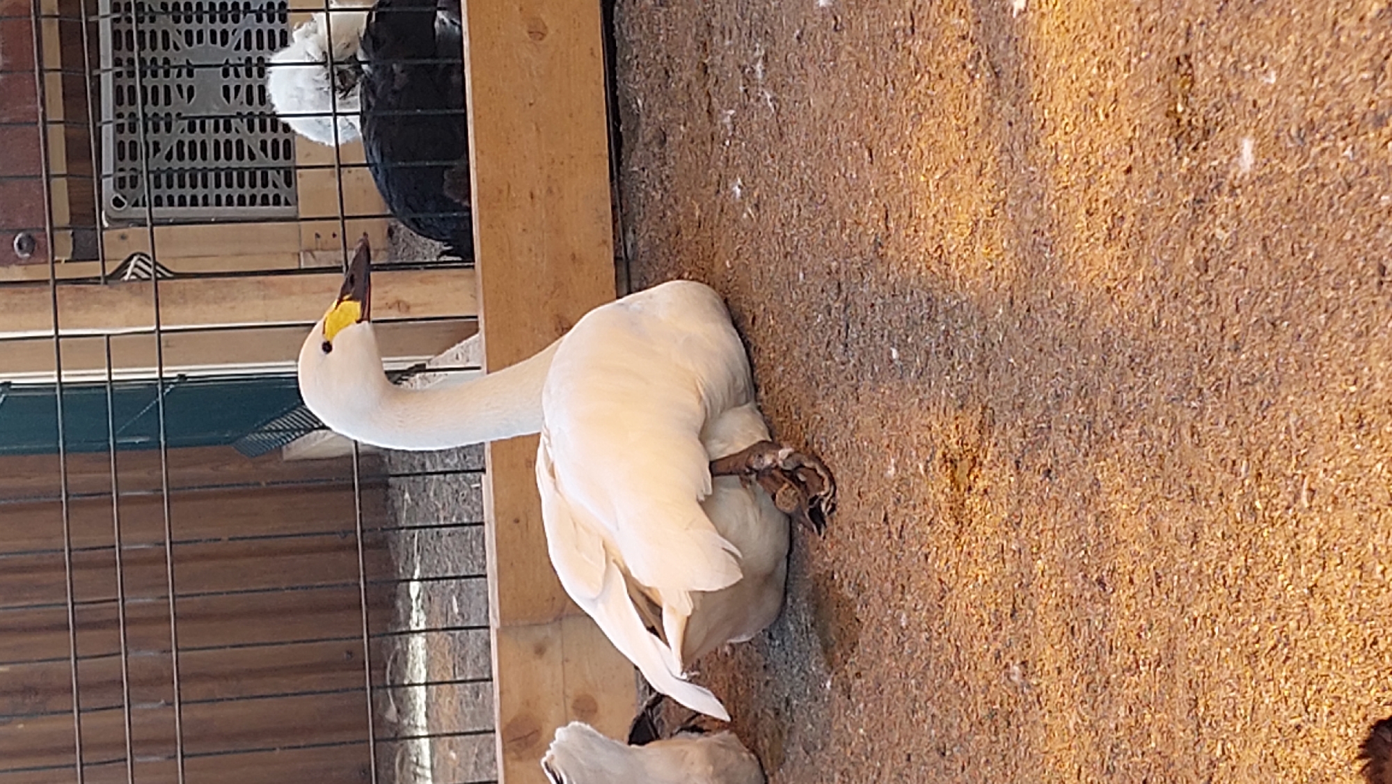 The media file shows a white swan with a yellow beak and black markings near its eye. The swan is positioned on a sandy or dusty surface, leaning its body and tucking its head down as if resting or sleeping. Its feet are visible, one resting on its own body. In the background, there's a wooden structure and a cage containing at least two other birds. One is a black bird, and another is partially visible and appears to be white and fluffy, possibly a chick or another type of fowl. The lighting suggests it could be daytime. The scene appears to be an outdoor enclosure for birds.