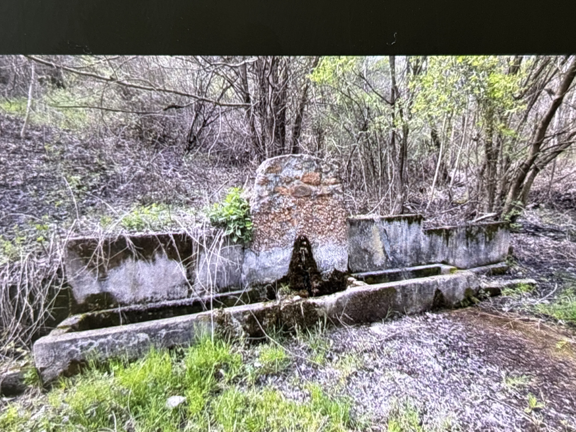 The image displays an old, weathered stone or concrete watering trough system set within an overgrown, wooded environment. The central element is a roughly constructed stone or concrete pillar, featuring a textured, possibly pebbled, surface, from which water would historically emerge. This pillar is flanked by two elongated, rectangular basins, likely made of concrete, which show significant signs of age, including moss, grime, and discoloration. Dark organic matter, possibly accumulated moss or mud, is visible in the lower central part of the trough system.
The background consists of a dense scattering of deciduous trees, mostly bare-branched, indicating late winter or early spring. Patches of fresh green foliage and grass are visible around the base of the structure and in the foreground. The ground is a mix of earth, gravel, and sparse vegetation.
No human activity is depicted in the scene. The lighting suggests a natural daytime setting, possibly under an overcast sky or during a period of dappled light, with no harsh shadows. The overall impression is one of a forgotten or abandoned historical structure being slowly reclaimed by nature. There is no visible text in the image. The scene is consistent with historical features found in rural or semi-rural areas, such as Wolverhampton, United Kingdom.