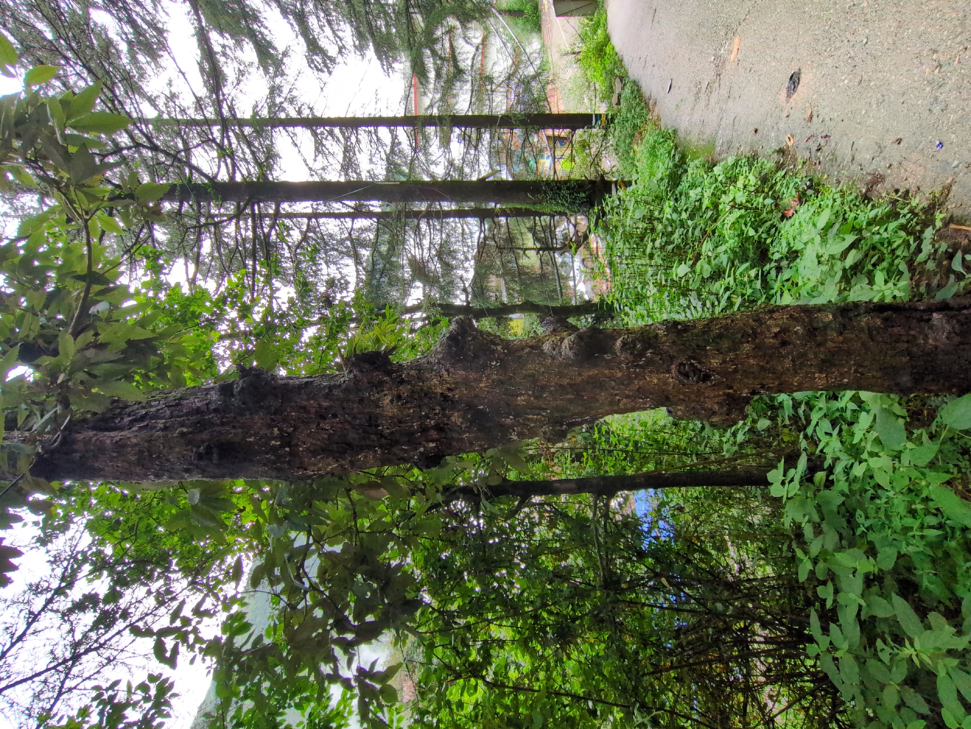 A narrow asphalt road curves through a lush, green environment in Bhagsu, India. The road is flanked on the left by dense, vibrant green foliage and a textured, dark brown tree trunk that dominates the foreground. Beyond the foliage, several tall, slender trees with dark bark and thin branches rise towards a pale, overcast sky. In the middle ground, a few buildings with white walls and pitched roofs are visible, partially obscured by the trees and greenery. The overall scene depicts a natural setting adjacent to a residential or tourist area.