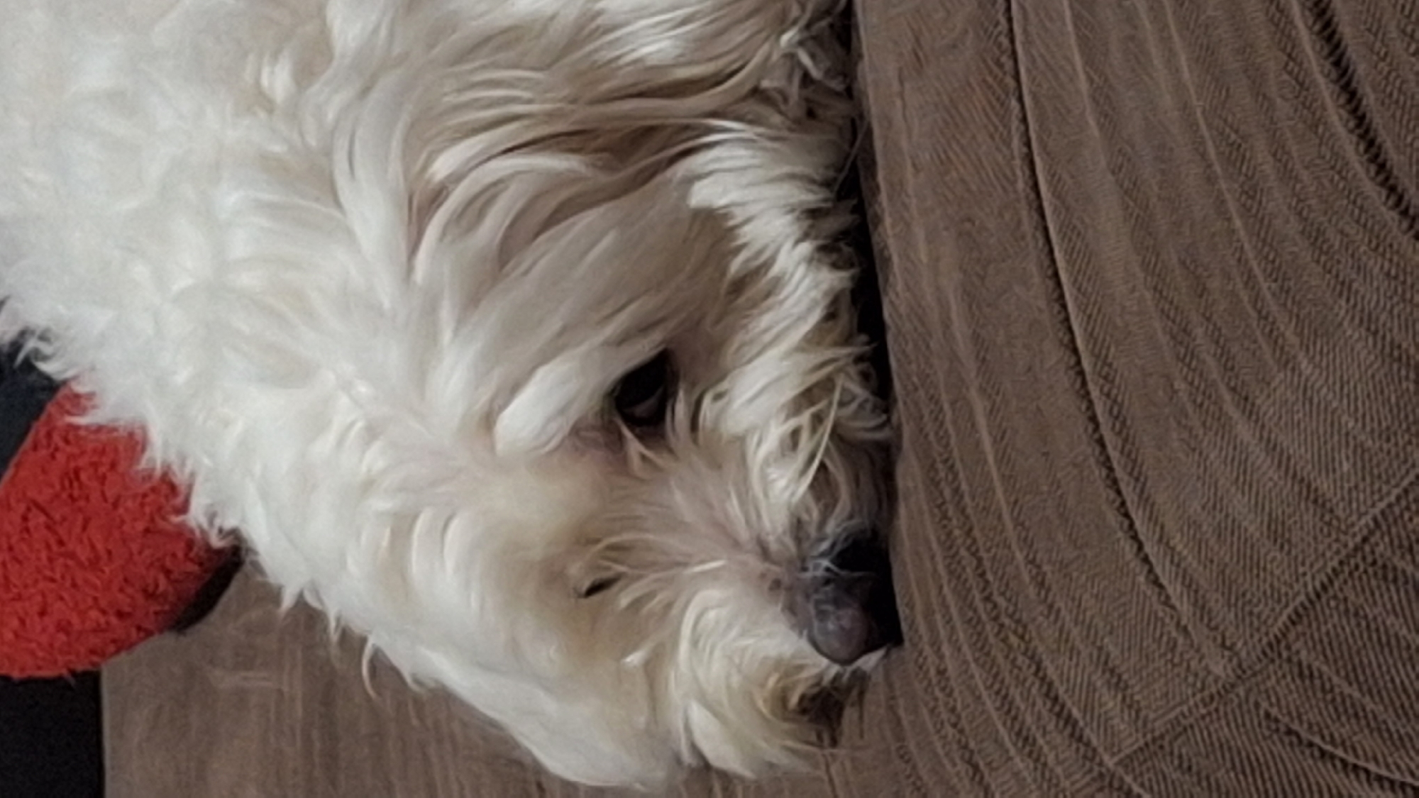A white, fluffy dog lies next to a brown corduroy couch. The dog is mostly white with some reddish-brown fur near what appears to be a red pillow. The dog's face is visible and appears relaxed. The environment shows the dog on a couch. The image does not provide any details that would indicate a location in Blagoevgrad, Bulgaria.