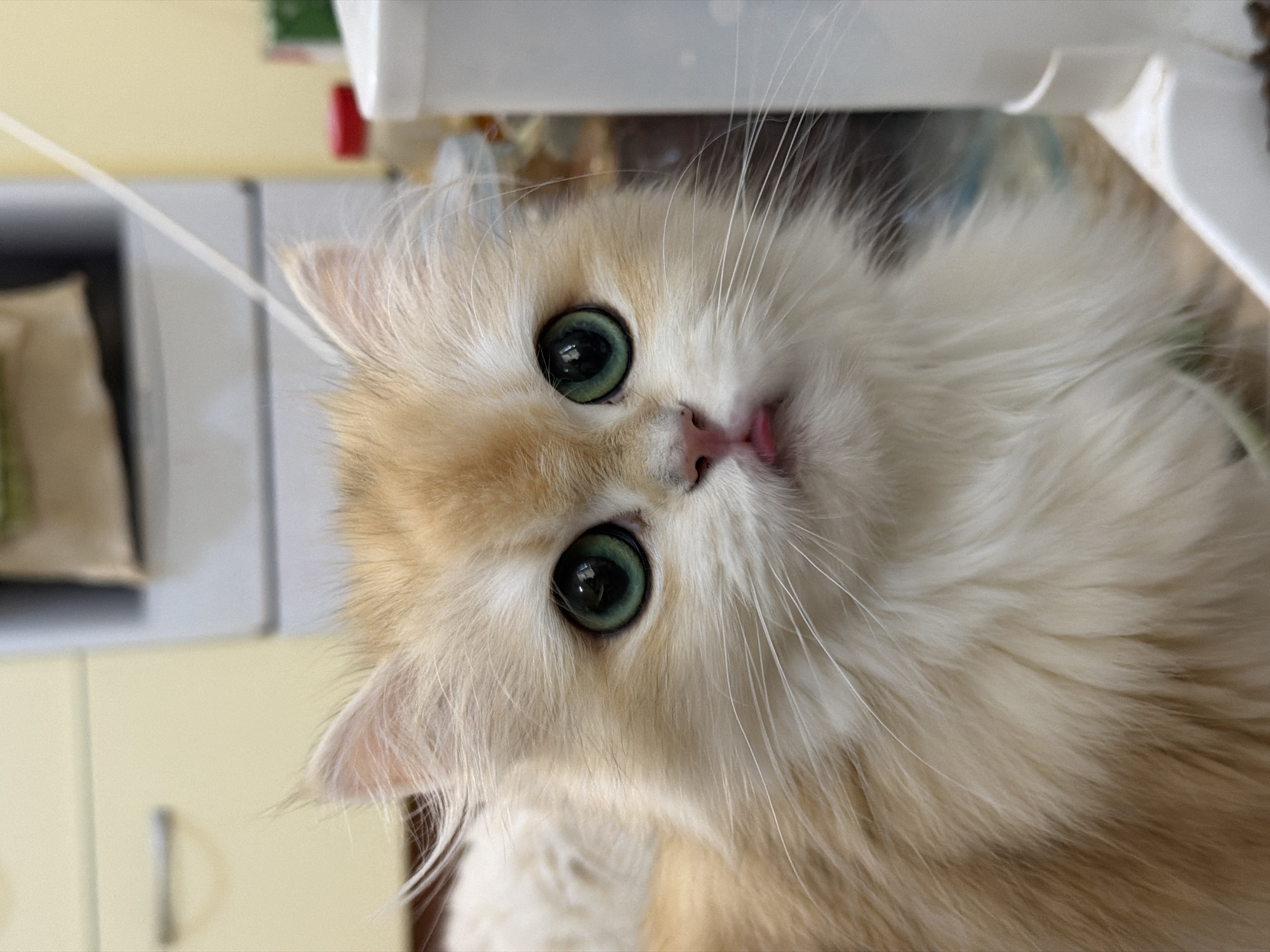 The image shows a close-up portrait of a fluffy, light golden Persian cat with large, striking green eyes. The cat's mouth is slightly open, revealing a tiny pink tongue. The background is blurred but appears to be an indoor setting with light-colored cabinets and some kitchen appliances. There is no identifiable information suggesting the image was taken in Dnipro, Ukraine.