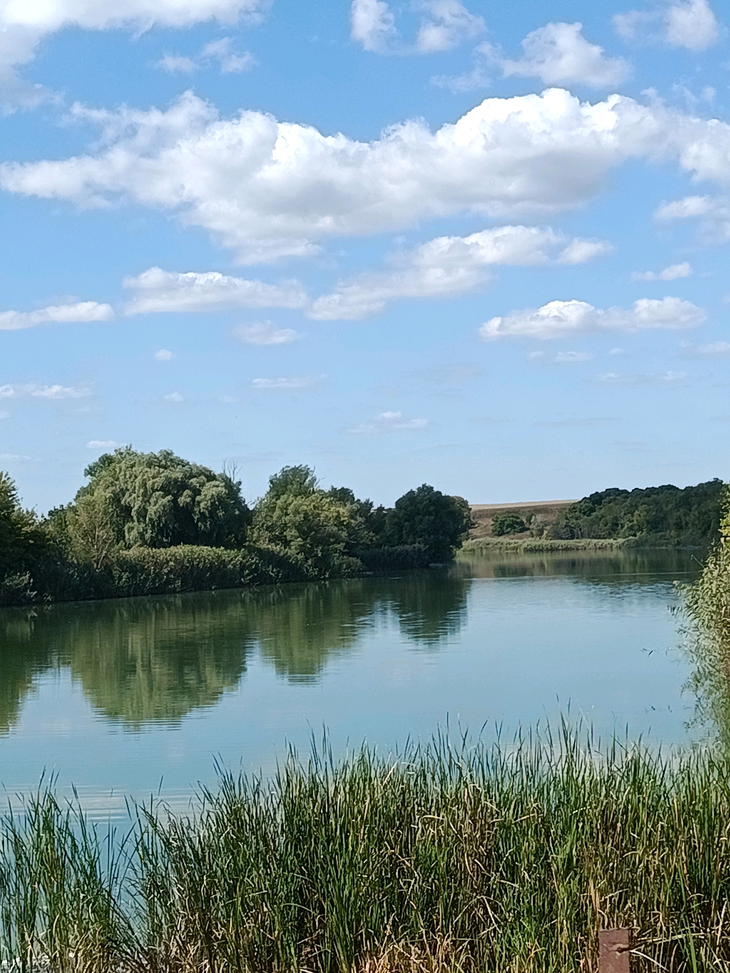 A wide shot captures a tranquil body of water on a sunny day. Lush green reeds in the foreground frame the calm surface of the water, which reflects the vibrant green trees and the blue sky dotted with white clouds. Across the water, a dense line of trees forms a natural barrier, with rolling hills visible in the distance under the bright sky. The scene suggests a peaceful, natural setting, possibly a lake or river in the Ukrainian countryside.