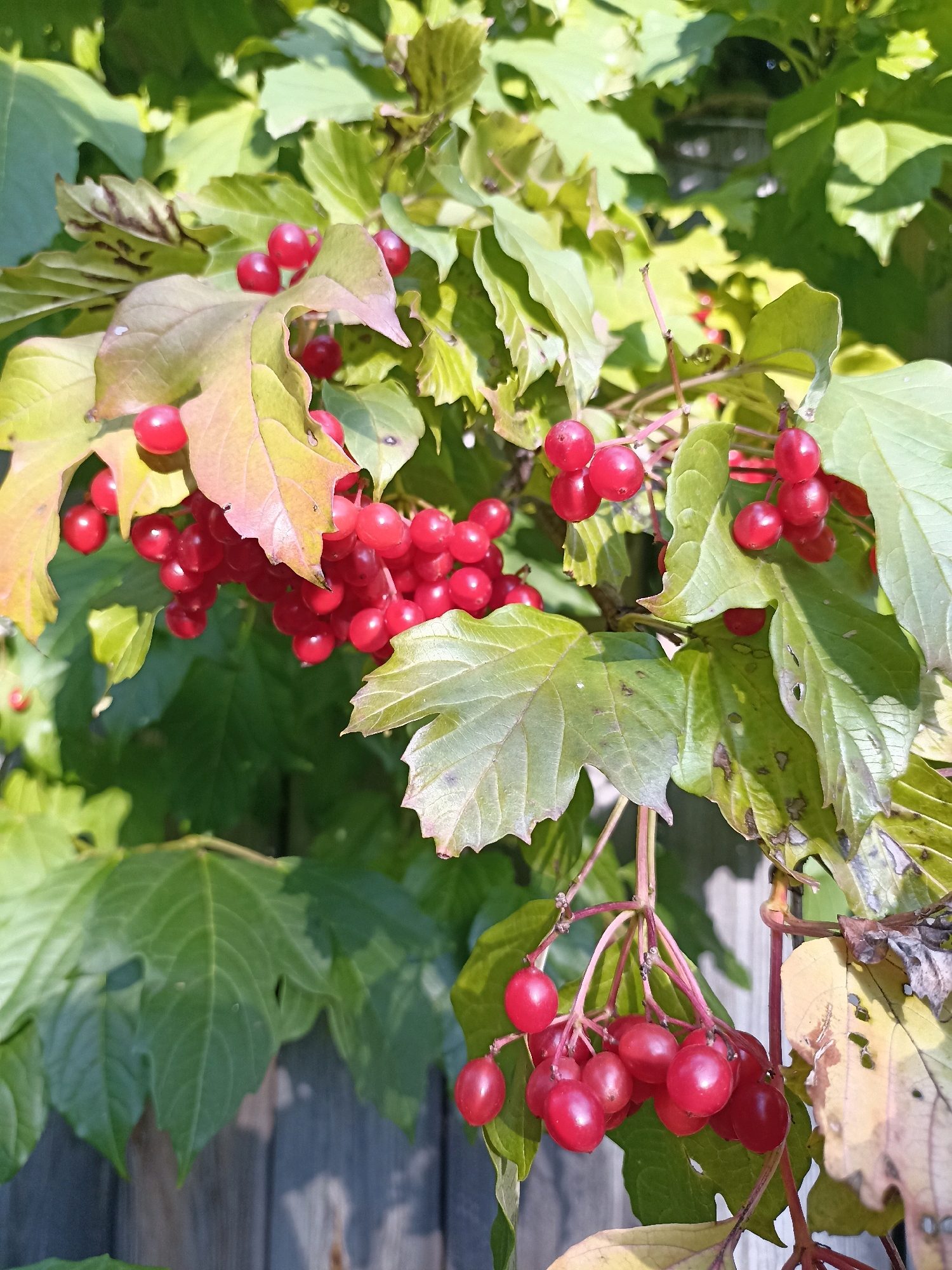 A cluster of ripe, red berries hangs from a branch of a viburnum bush. The berries are small, round, and glossy, with a vibrant red color. They are attached to thin, reddish stems that branch out from a central stalk. The berries are surrounded by green leaves, some of which are tinged with yellow and brown, suggesting the approach of autumn. In the background, a weathered wooden fence is visible. The image is taken in a natural outdoor setting.