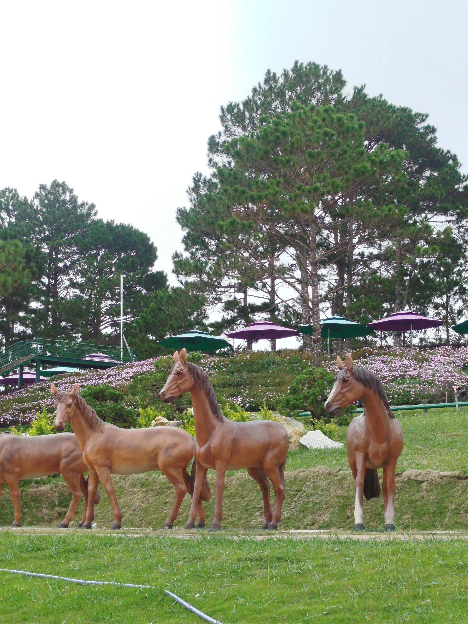 The image shows a scenic view at Xuân Hương Lake in Đà Lạt, Vietnam, featuring a line of horse sculptures on a grassy hill. The horses are depicted in a naturalistic brown color, with detailed manes and tails, and appear to be standing on a slightly raised, terraced area. Behind the horses, a lush hillside is covered with vibrant pink flowers, interspersed with green shrubs and trees. In the background, tall pine trees dominate the landscape, their green needles creating a dense canopy against a bright, overcast sky. Several colorful umbrellas—purple and green—are strategically placed among the trees, providing shade. A green metal railing and a walkway or bridge are visible to the left, suggesting a recreational area. The foreground is a manicured lawn with a thin, light-colored pipe running across it. The overall scene conveys a peaceful, park-like atmosphere.