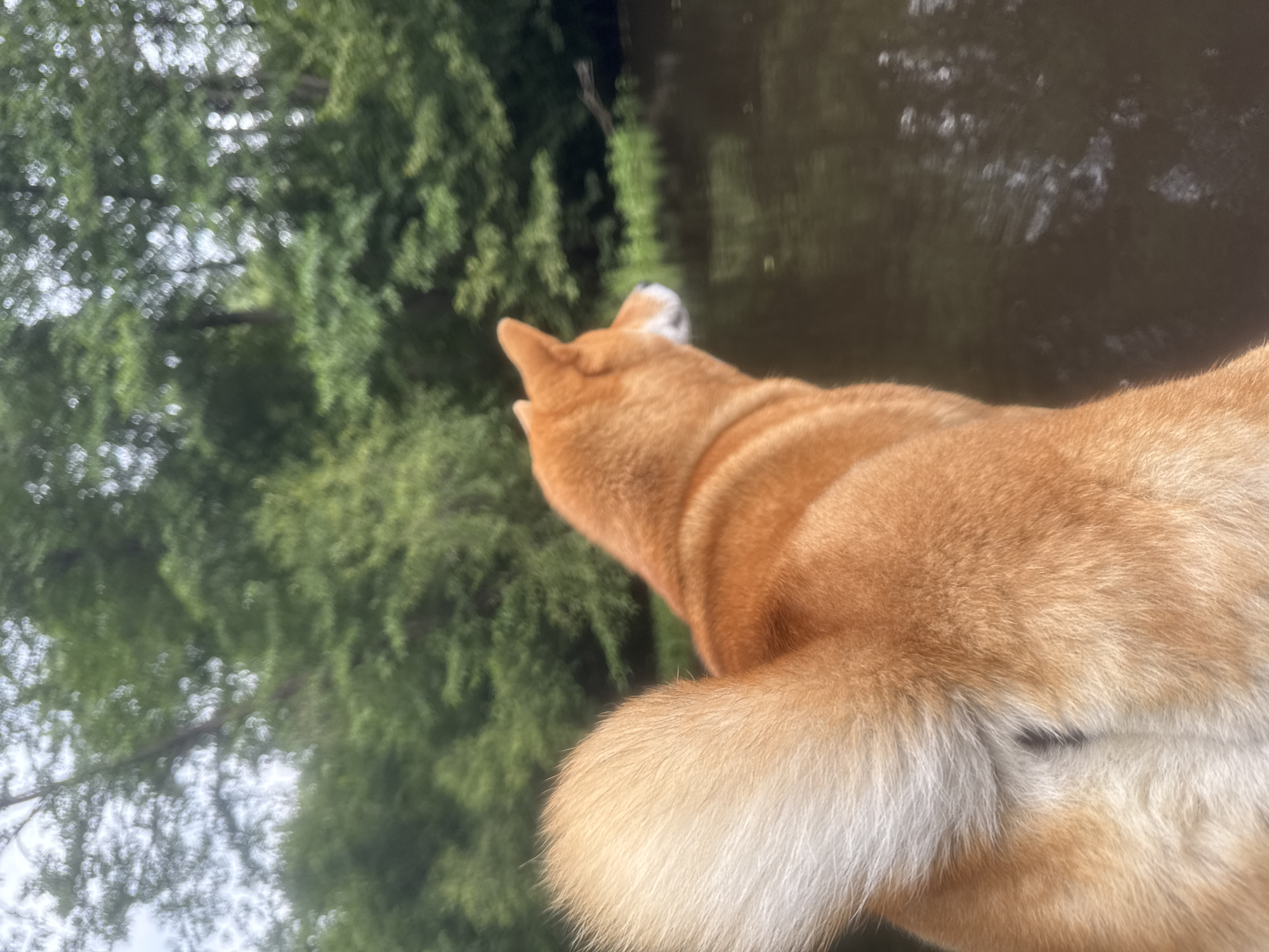 An orange dog with a white-tipped tail is facing away from the camera, looking out at a dark body of water surrounded by lush green trees. The scene appears to be a natural environment, possibly a park or a wooded area near a lake or river in Нарачанскі сельскі Савет, Belarus. The dog's fur is a prominent feature, with its thick tail curled upwards. The water's surface reflects the greenery, creating a somewhat blurred and serene atmosphere. The sky above is overcast, contributing to the soft, diffused light.