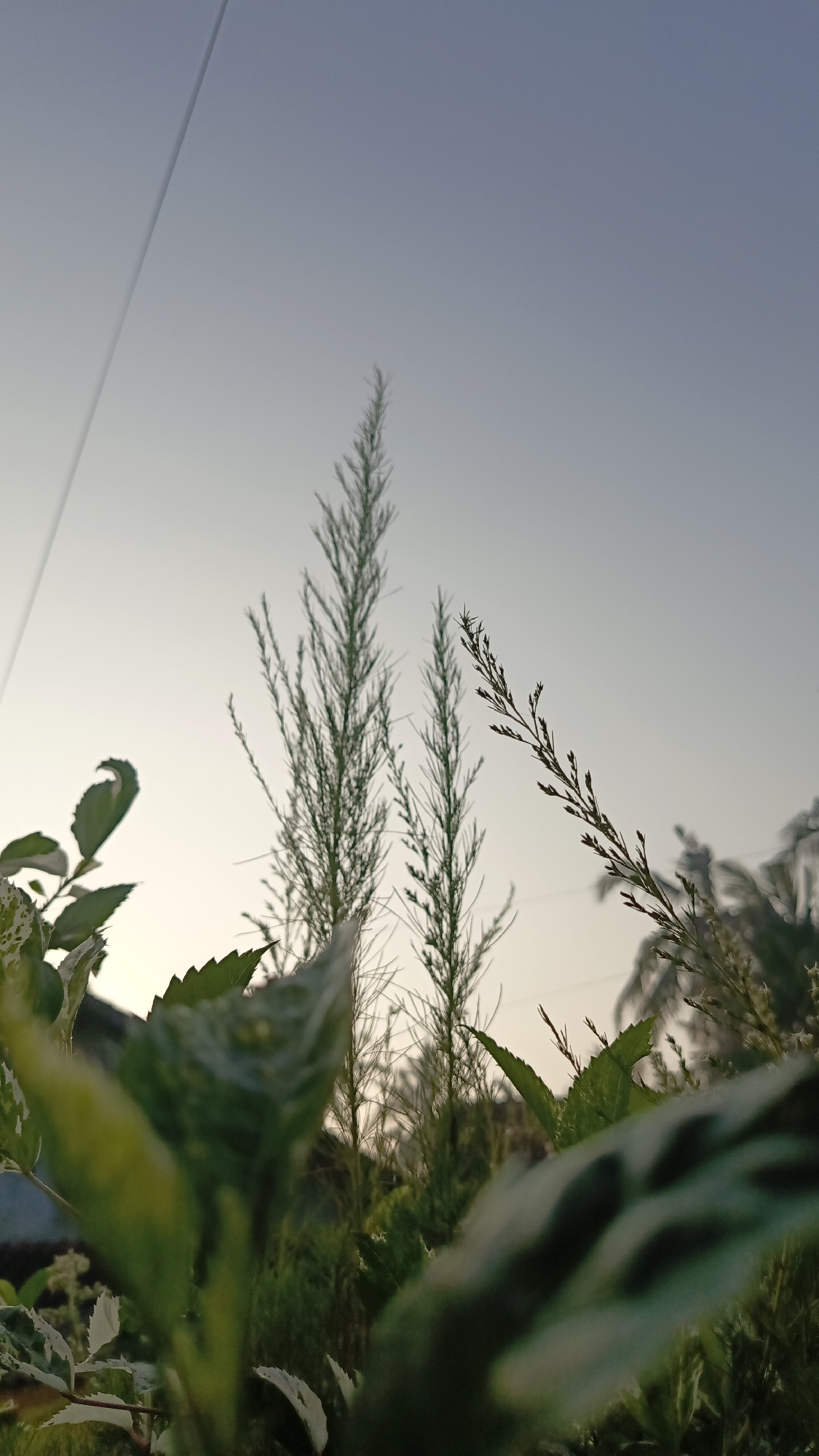 The image depicts a low-angle, close-up view of various plants against a pale sky, possibly during twilight or early morning. In the foreground, out-of-focus green leaves with white variegation are prominent. Behind them, slender, feathery green plants rise upwards, with two appearing taller and more central. To the right, a dried, thin stalk with small seed-like structures is visible, angled across the frame. A thin, straight line, possibly a wire or string, runs diagonally from the upper left corner towards the middle of the frame. The background shows a gradient of light blue to white in the sky, with subtle hints of distant foliage or trees. The scene is natural and appears to be outdoors, potentially in a garden or natural area within Kebumen, Indonesia, given the context. There are no people or animals visible.