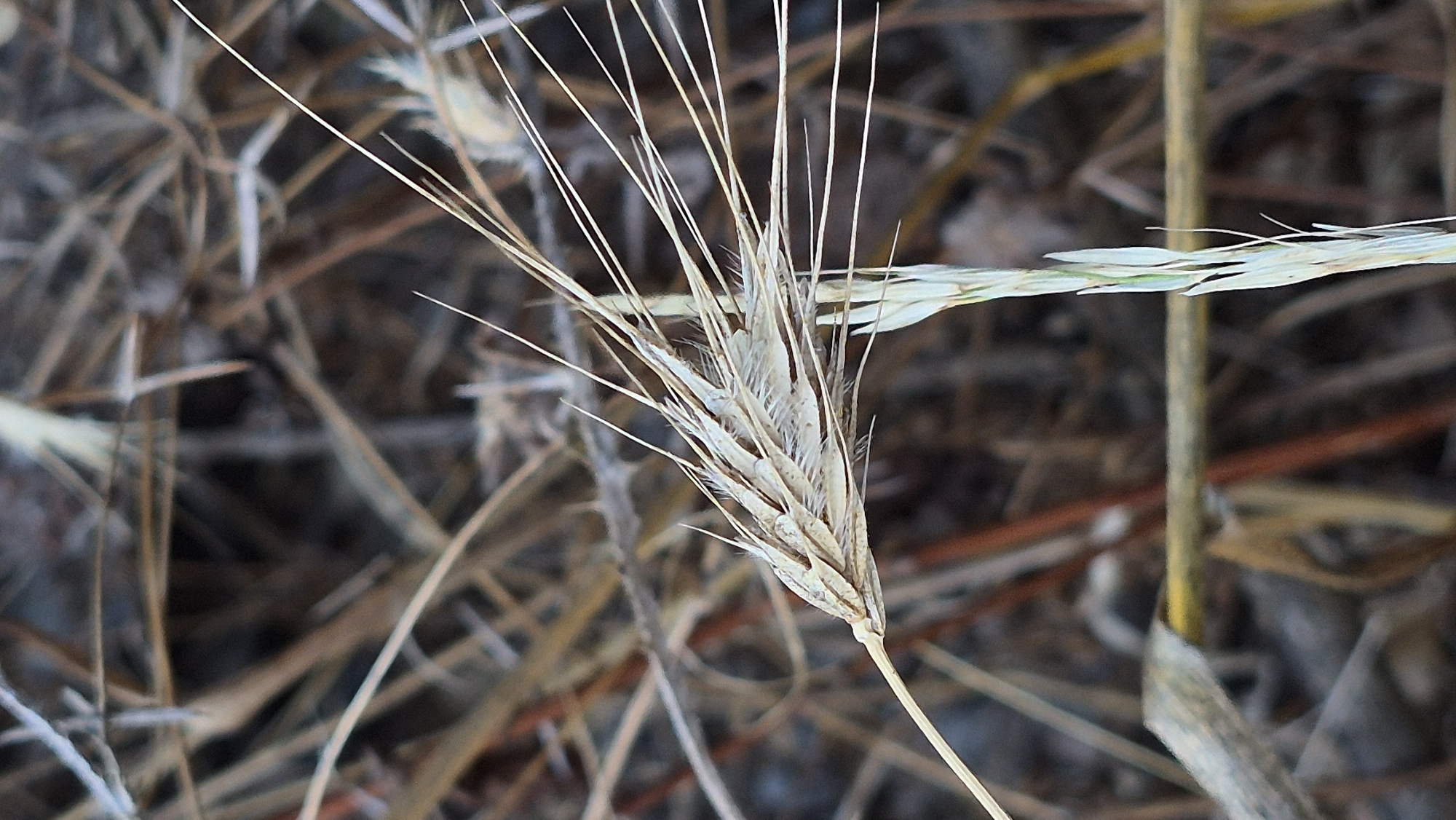 A close-up, shallow depth-of-field shot shows a dry grass seed head in the foreground, with its delicate awns splayed outwards. The seed head is light tan and appears brittle. A second, younger grass shoot, a pale green color, is visible to the right and slightly below the main seed head. The background is a blur of dry, brown and tan vegetation, suggesting an outdoor, possibly autumnal or drought-stricken environment. There are no people or identifiable landmarks present. The location is unknown.