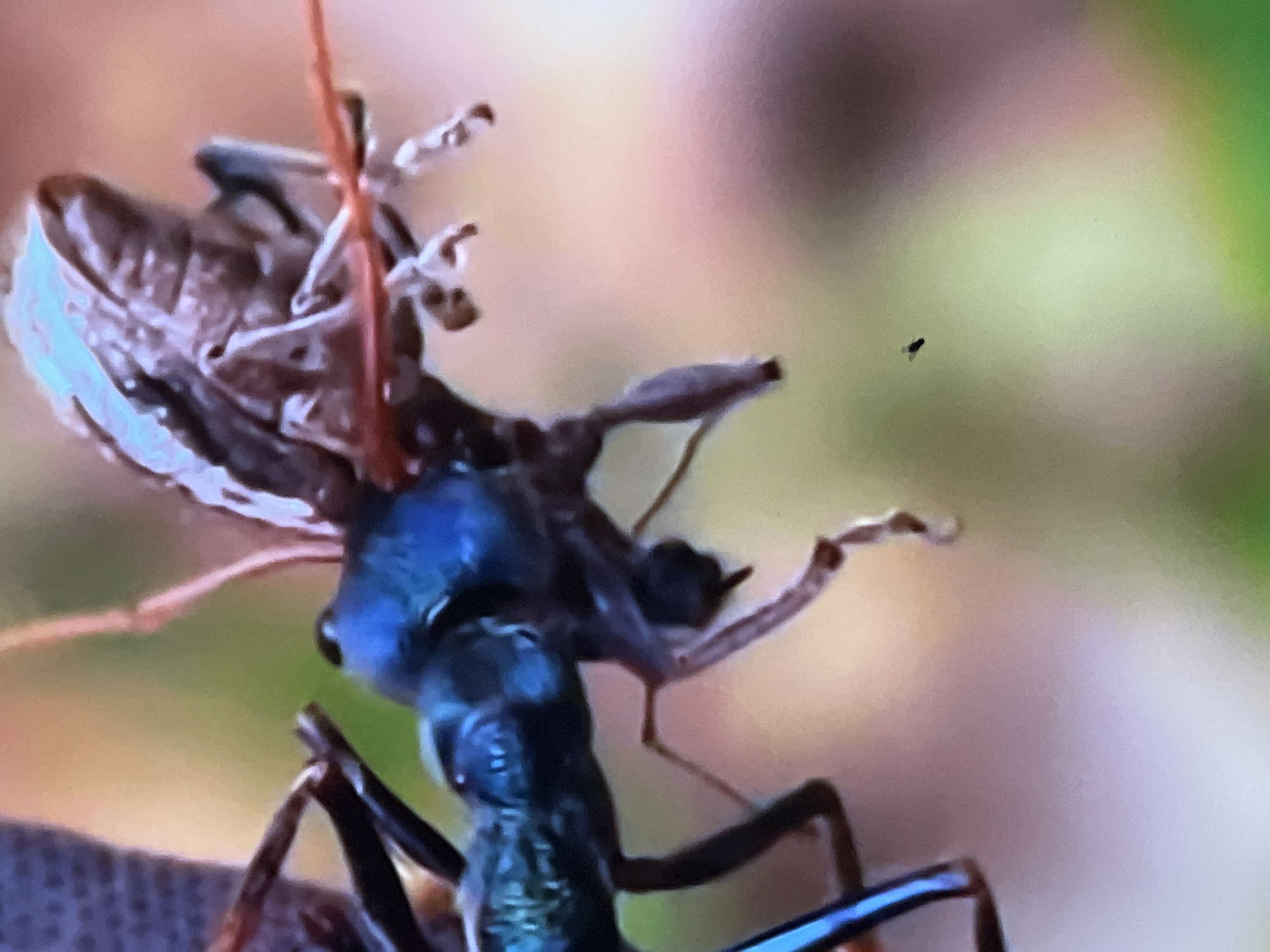 The image is a close-up, slightly out-of-focus shot of two insects. The foreground subject is a large, iridescent blue and green beetle with prominent antennae and legs. It appears to be holding a smaller, brownish insect in its mandibles. The background is a blur of soft greens, yellows, and pinks, suggesting a natural environment such as foliage. There are no discernible landmarks or elements that would indicate a specific location in Casablanca, Morocco. The scene depicts a predatory interaction between insects.