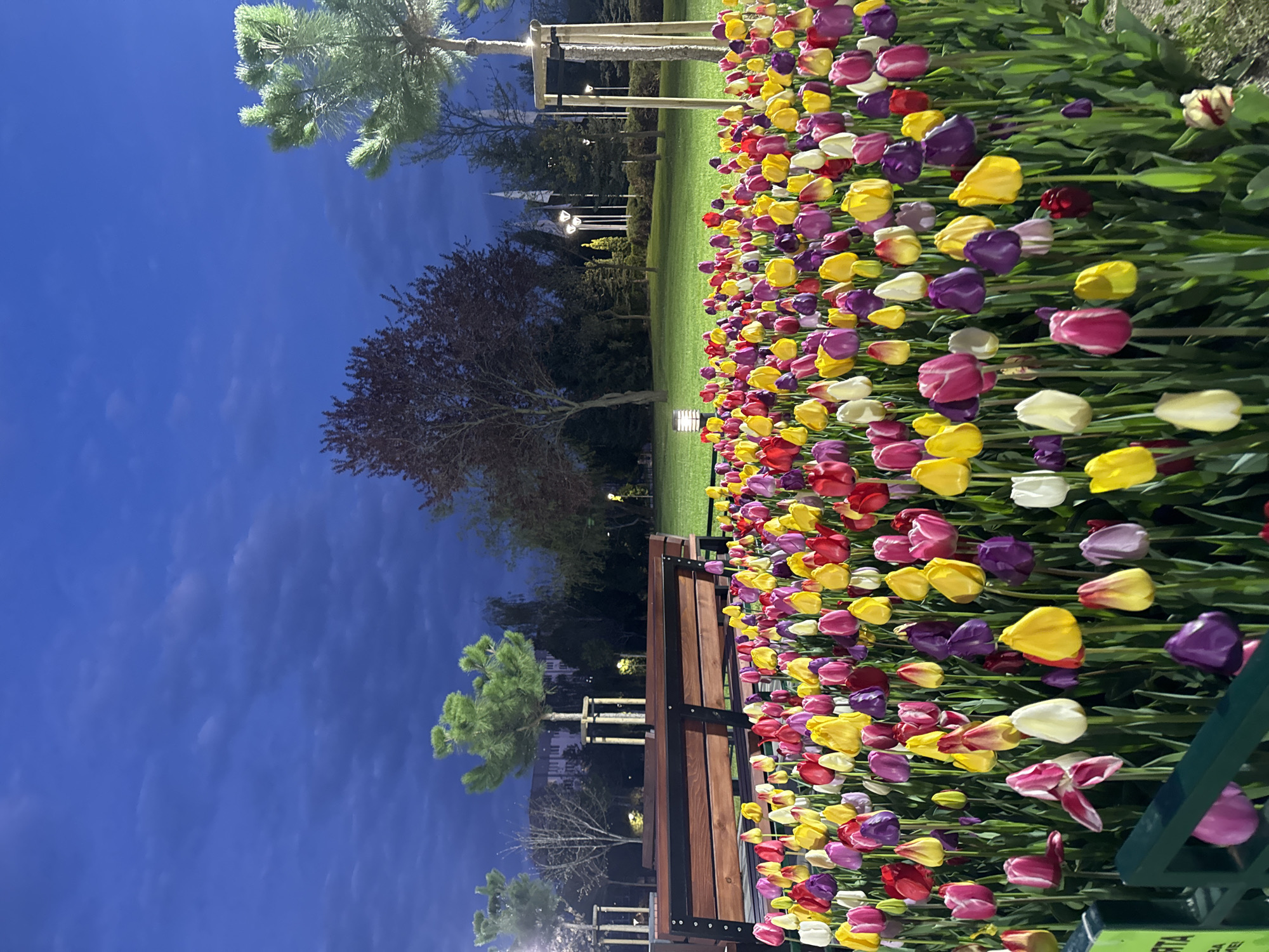 This image presents a serene twilight scene in a park, filled with vibrant multicolored tulips. When viewed in correct upright orientation, a wide bed of tulips dominates the foreground and extends along the right side of the frame, showcasing a rich variety of colors including bright yellow, deep purple, vivid red, pure white, and soft pink. Their green leaves and stems create a lush texture beneath the blossoms.
To the left of the tulip bed, a sturdy park bench, constructed from wooden slats with dark metal frames, is visible. Beyond the flowers and bench, a well-maintained green lawn stretches into the midground, where several trees stand. Some are tall, dark-branched deciduous trees, while others are evergreen pines with lighter foliage. Various park lights illuminate the pathways and grassy areas, casting a gentle glow.
The sky, occupying the upper portion of the image, is a deep, dark blue, characteristic of twilight or early evening. Subtle, faint clouds are visible across the expanse of the sky. In the far background, the indistinct silhouettes of buildings can be perceived against the night sky. The scene is devoid of people, contributing to a sense of tranquility and natural beauty.
Partial text, appearing as "RTA" on one line and "RIA" below it, is visible on a green tag or sign nestled among the tulips in the lower right corner. The depicted location is Sofia, Bulgaria.