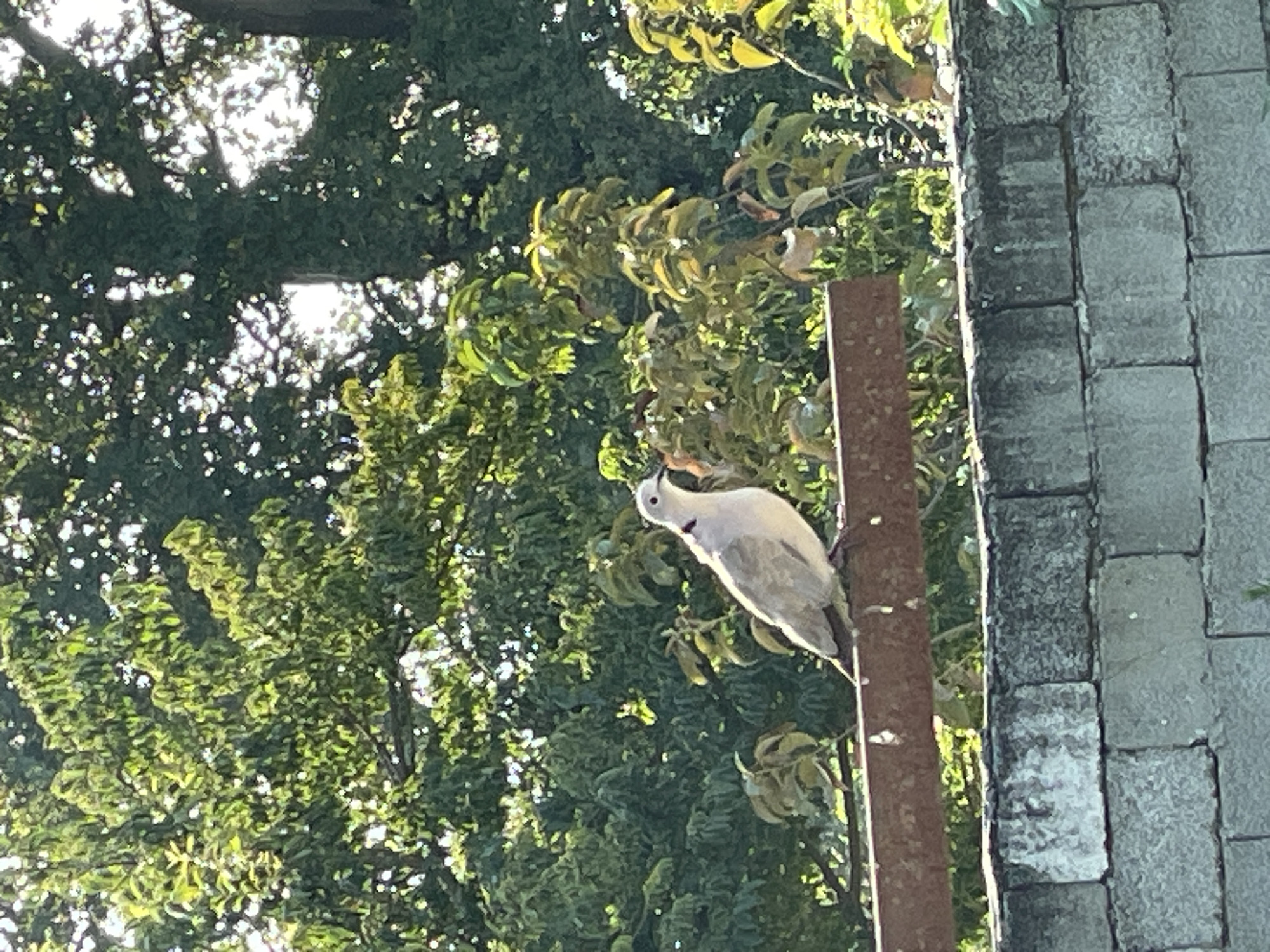 A solitary, light gray dove with a dark ring around its neck perches on a rusty metal bar. The bar is positioned atop a gray brick wall. Behind the wall and the bar, lush green foliage from trees fills the background, with sunlight filtering through the leaves. The scene is illuminated by natural daylight.