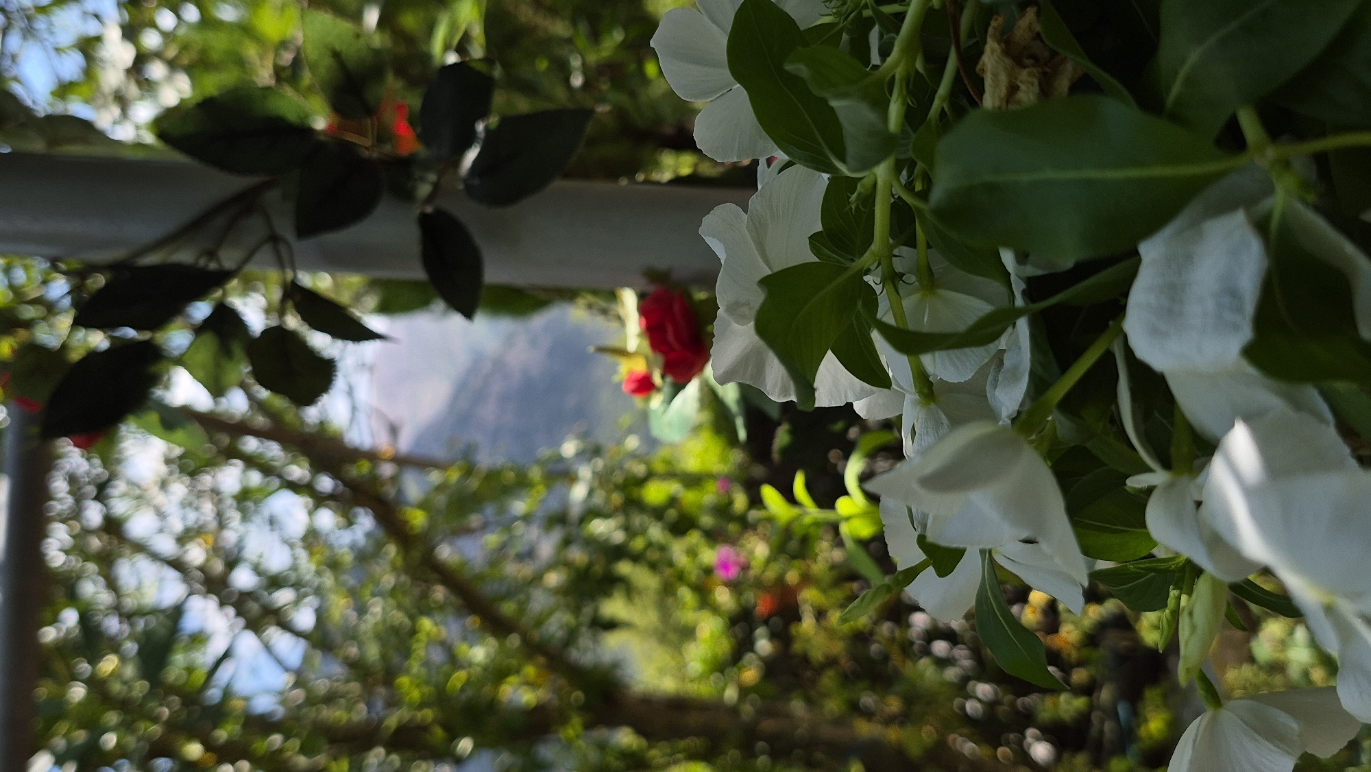 A low-angle, close-up shot focuses on a cluster of white flowers with green leaves in the foreground. The flowers are lush and abundant, with some petals appearing delicate and slightly translucent. In the background, the scene is softened by a shallow depth of field, creating a bokeh effect. A blurred red rose can be seen further back, and hints of greenery and distant hills are visible through the foliage. The overall impression is one of a vibrant, natural setting, possibly a garden or a natural landscape.