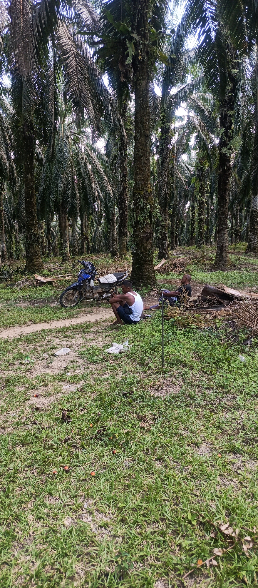 The image depicts a palm oil plantation, consistent with locations in Tran Pir Sosa 6, Indonesia. Two individuals are present in the foreground, seated on the ground amongst the palm trees. One person, wearing a white tank top and dark shorts, is crouched down. To their right, another individual is seated, wearing a dark t-shirt and shorts. A blue motorcycle is parked to the left of the seated figures. The environment is characterized by dense rows of mature palm trees with fronds overhead, and the ground is covered in grass, dirt, and some fallen palm debris. Several plastic bags and discarded items are scattered on the ground near the individuals and the motorcycle. The lighting suggests it is daytime, possibly overcast.