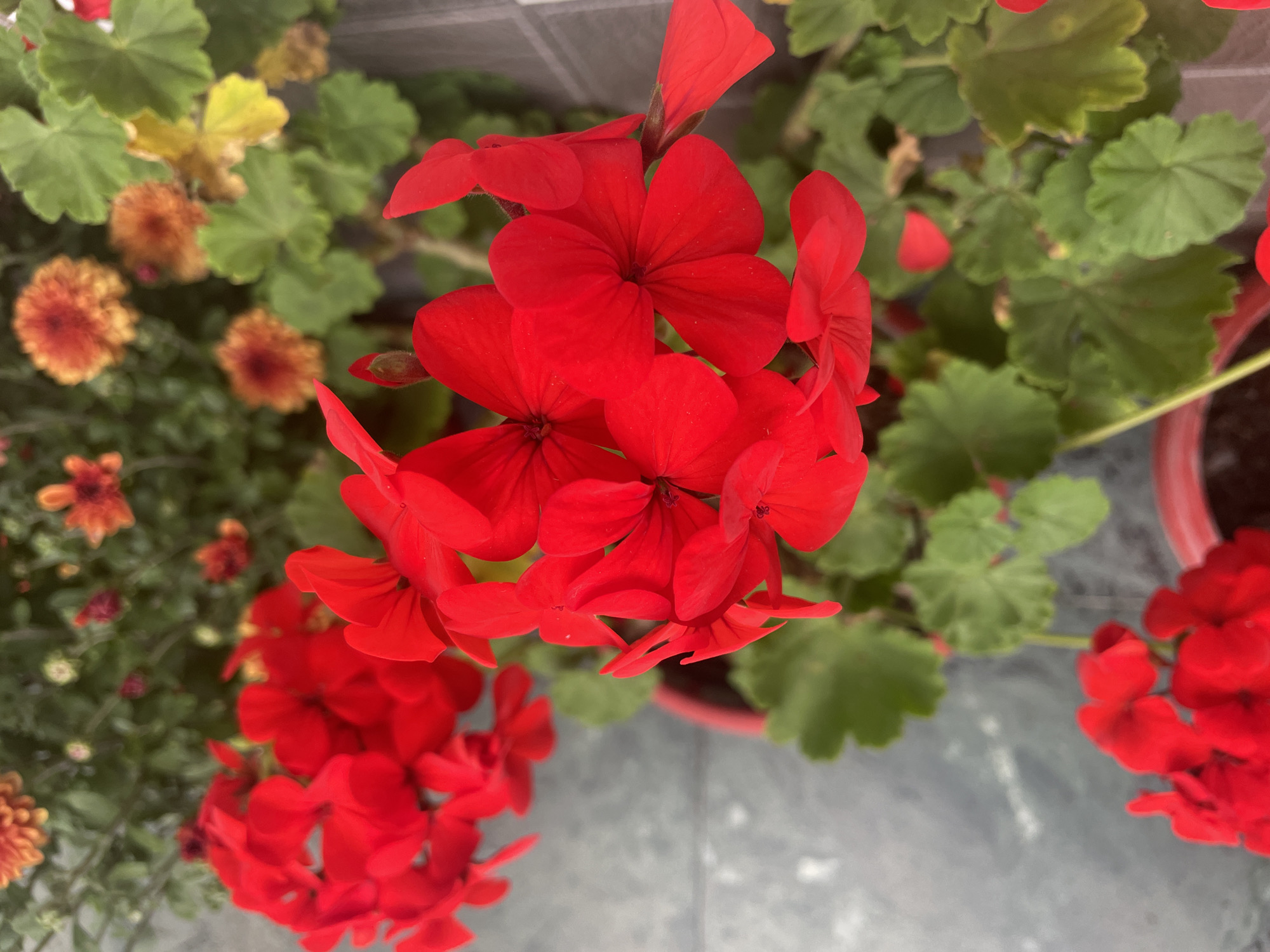 A close-up, top-down shot shows vibrant red geranium flowers in bloom against a backdrop of green leaves and other blurred flowers in shades of orange and yellow. The geraniums, with their distinct five-petal structure, are the primary focus, their bright color contrasting with the muted tones of their surroundings. The image appears to have been taken in a garden or outdoor setting, possibly on a balcony or patio, with a hint of a grey tiled surface in the lower left corner. The overall impression is one of natural beauty and lively color, characteristic of a well-maintained floral display in a natural or urban environment. Without additional context, specific details about the location in Bhagsu, India, cannot be ascertained from the image itself.