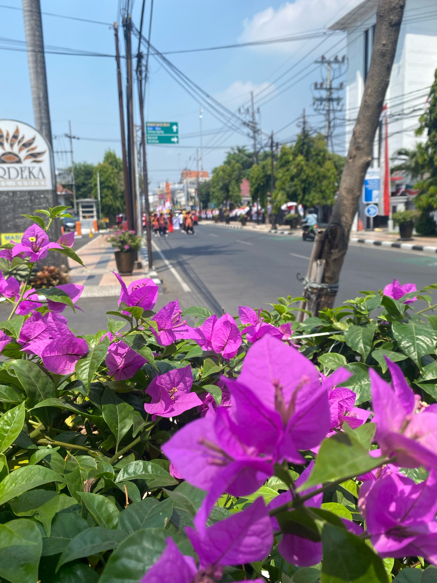 The image captures a street scene in Kediri City, Indonesia, with a focus on vibrant purple bougainvillea flowers in the foreground. Beyond the flowers, a moderately wide, paved road stretches into the distance, lined with trees and buildings. A sidewalk runs along the left side of the road, bordered by a low wall and planters containing more bougainvillea. Several utility poles with numerous wires are visible, suggesting an urban setting. In the mid-ground, a group of people, possibly participating in a parade or event, are walking on the road, many adorned in red and white. A few motorcycles are also present on the road. In the background, more trees and buildings are visible under a clear blue sky. A street sign with arrows is mounted on one of the utility poles, indicating directions within the city. The overall impression is a bright, sunny day in a lively urban environment.