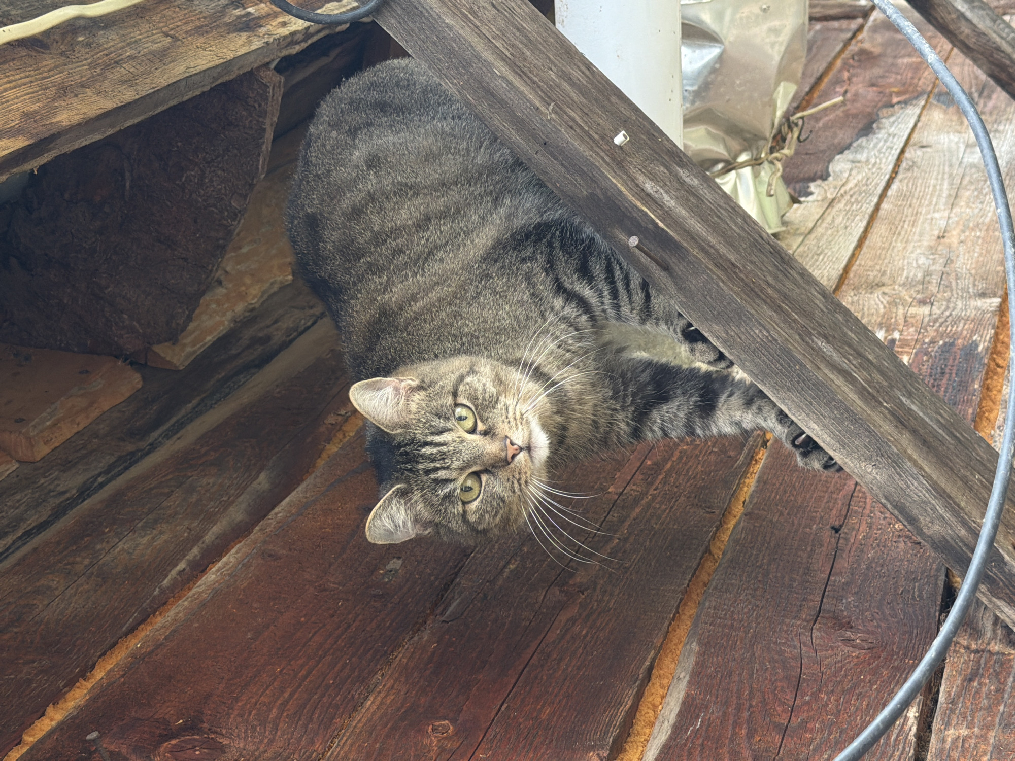 A tabby cat is lying on weathered wooden planks. The cat is looking directly at the camera with green eyes and white whiskers. The wooden planks are oriented diagonally and show signs of age and wear. In the background, there are more wooden structures and a white pipe, possibly indicating an outdoor or attic setting. A black cable curves across the right side of the image. The lighting suggests it is daytime, and there are no explicit weather cues. The cat's expression is alert and curious. There is no visible text in the image.