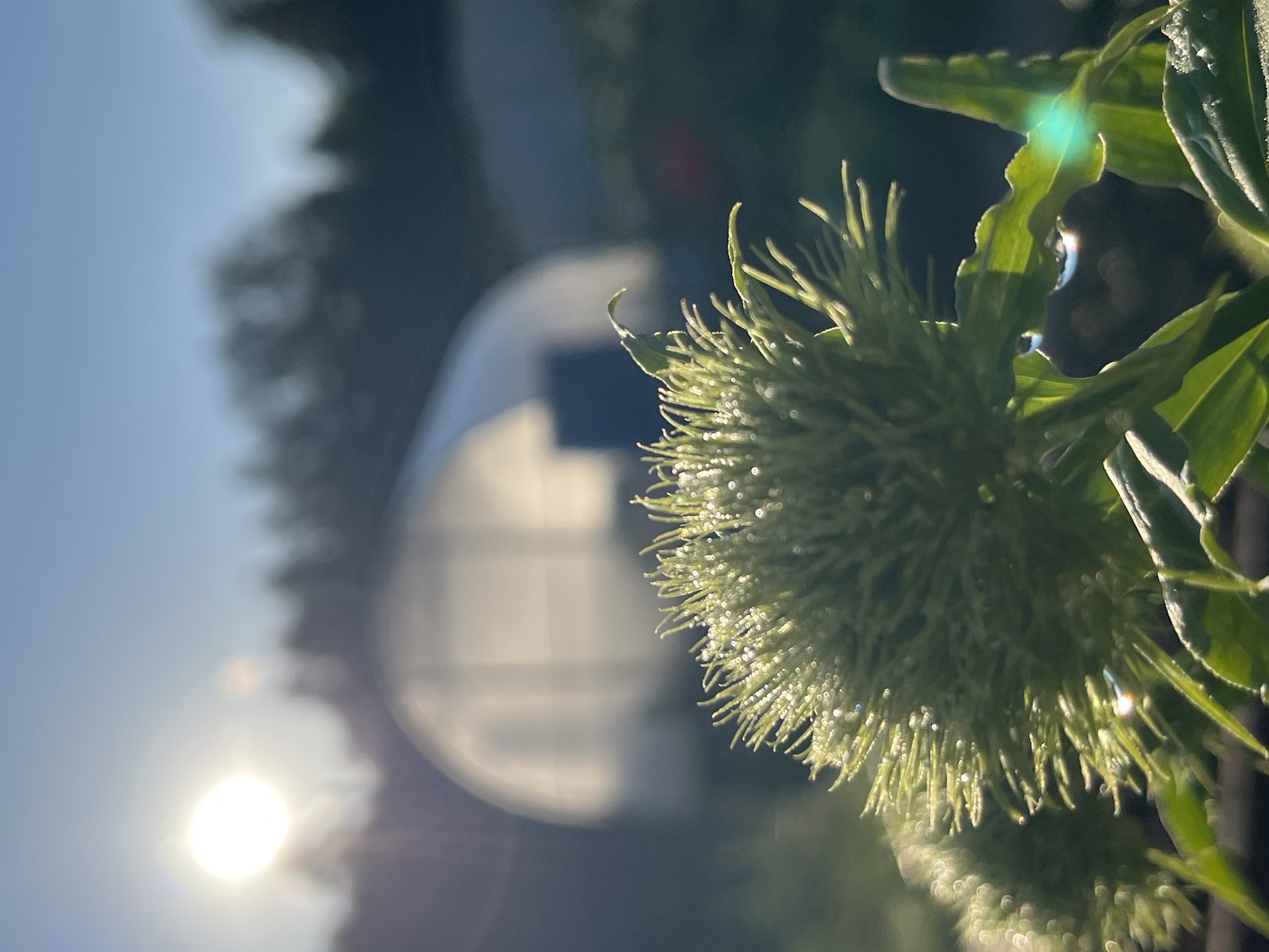 An outdoor close-up shot captures a spiky green seed head covered in dew drops, glistening in the morning sun. The plant is in the foreground with a bright, blurry sun on the left and a greenhouse structure in the background. The sun's rays create a lens flare on the right side of the image. The environment appears to be a rural or agricultural setting.