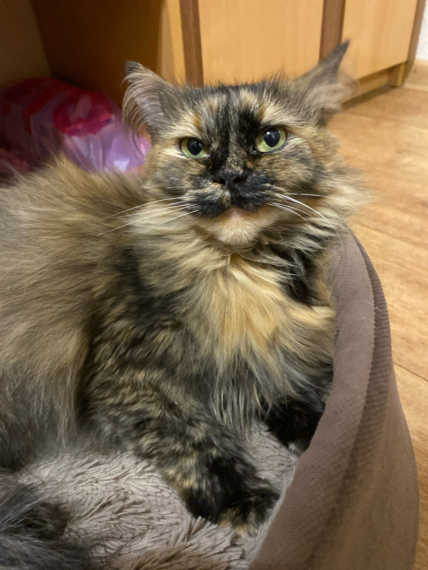 The image shows a close-up of a long-haired tortoiseshell cat lying down. The cat has green eyes, white whiskers, and a mix of black, brown, and orange fur. It is resting in what appears to be a pet bed or a soft blanket, with a textured, light-colored lining and a brown outer fabric. In the background, there is a wooden surface, likely a floor or furniture, and a glimpse of some pink and purple plastic bags in a shelf or corner. The overall lighting is warm and indoor. The image does not contain any information about the city of Zhlobin, Belarus.