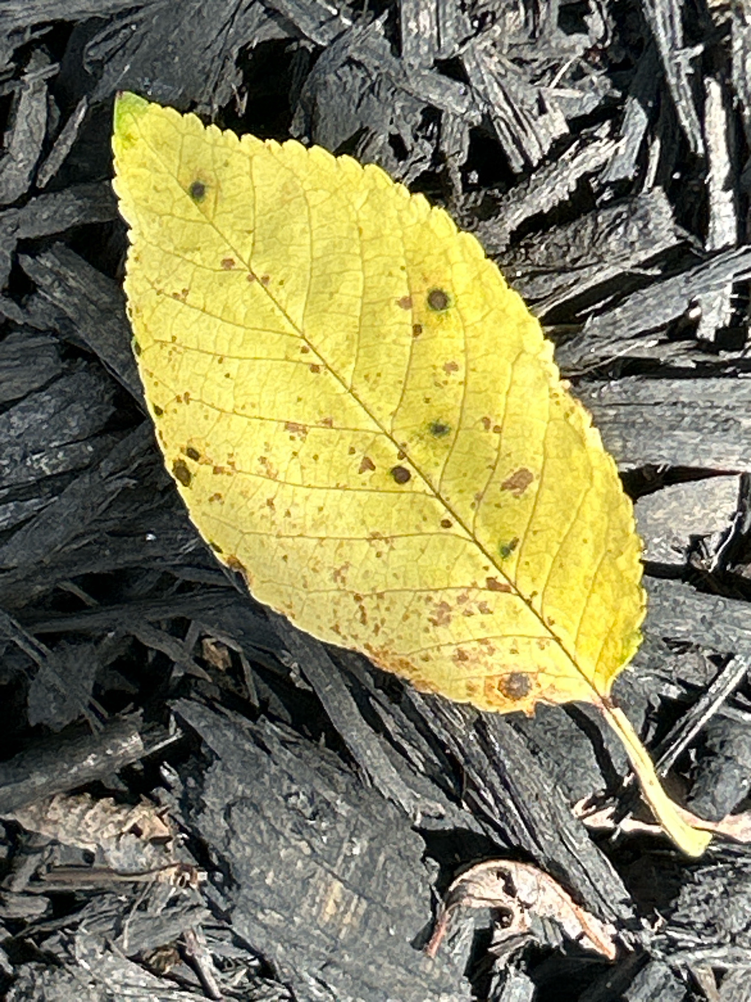 A single, yellow, fallen leaf with brown spots rests on a bed of dark, shredded mulch. The leaf is slightly curled at the edges and displays prominent veins. The mulch consists of irregularly shaped, dark gray wood chips, creating a textured surface. The scene appears to be outdoors, likely in a garden or park setting, given the presence of mulch. No specific location within Robinson Township, United States of America, can be identified from the image. There are no people, animals, or specific activities depicted. The lighting suggests it is daytime, with sunlight casting shadows on the mulch.