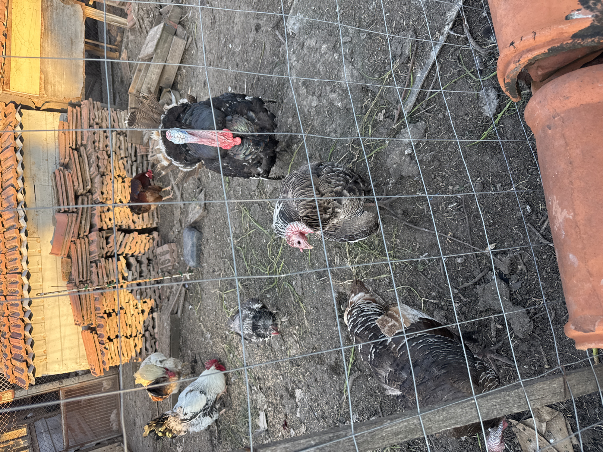 The image shows a fenced enclosure in Sarnevo, Bulgaria, containing a mixed flock of domestic fowl. There are multiple turkeys of varying colors and plumage patterns. Also present are several chickens. The ground within the enclosure is dirt, with scattered vegetation. The enclosure is bordered by stacks of terracotta roof tiles on one side and terracotta pots on another. The viewpoint is from above, looking down into the enclosure through the wire mesh fence.