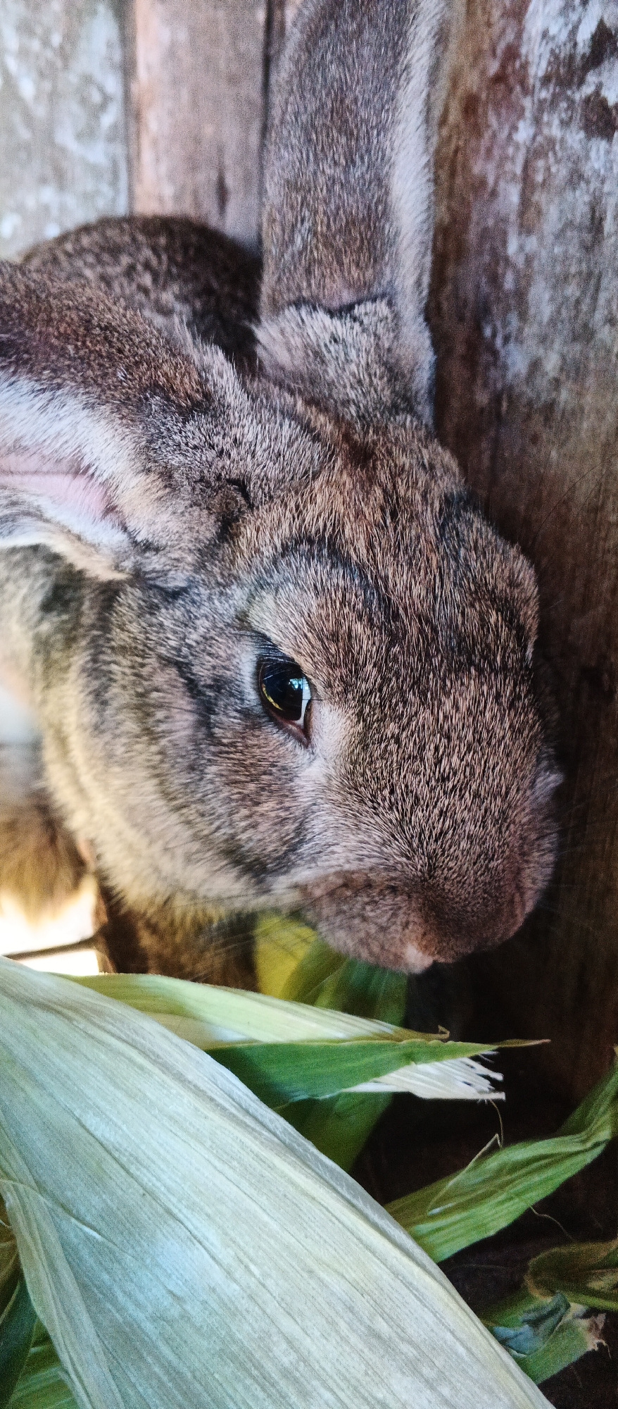 This is a close-up, vertical shot of a rabbit's head and upper body. The rabbit is a mottled brown and grey, with large ears. Its left eye is visible, reflecting light. The rabbit is looking down towards some corn husks or leaves in the foreground. The background consists of rough, textured surfaces, possibly wood or stone. The scene appears to be in an outdoor, rustic setting.