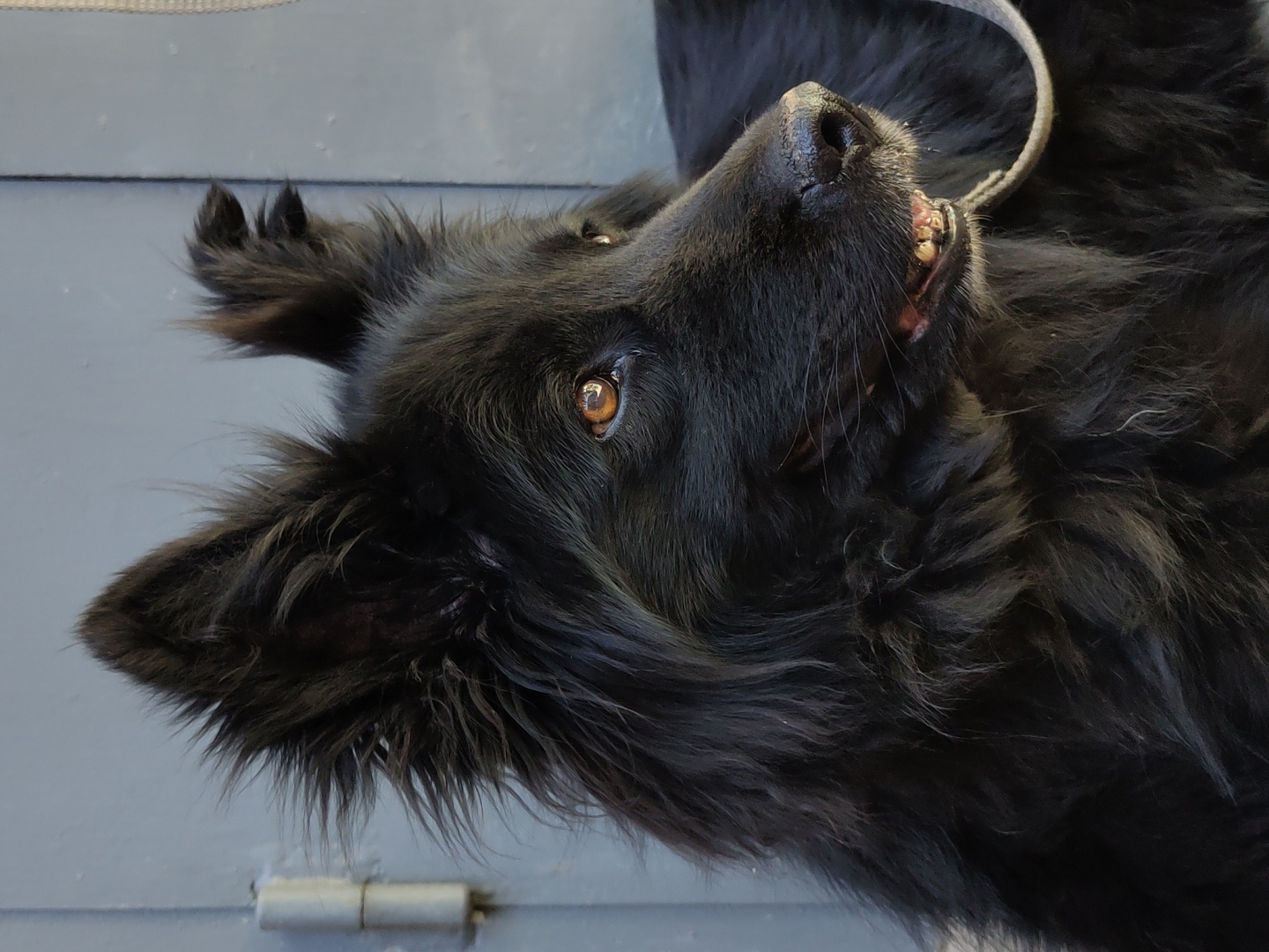 A black, long-haired dog with amber eyes is pictured in a close-up, profile shot. The dog's head is turned to the right, with its mouth slightly open, revealing its teeth and tongue. The dog is wearing a light-colored collar. The background consists of a gray, weathered door with visible hinges. The lighting suggests an outdoor environment. The image is taken from an eye-level perspective.