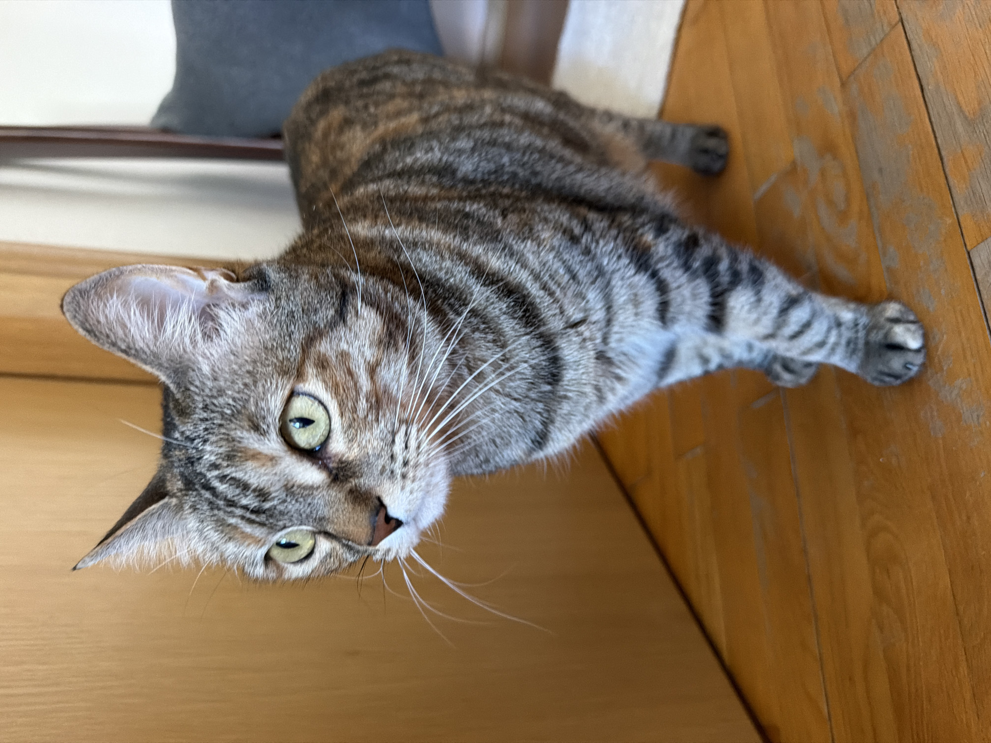 A tabby cat with green eyes is lying on a wooden floor. The cat is mostly gray with darker stripes. The wooden floor is light brown and shows signs of wear. A gray cushion is visible in the background to the left. There is no indication of the location being in Blagoevgrad, Bulgaria.