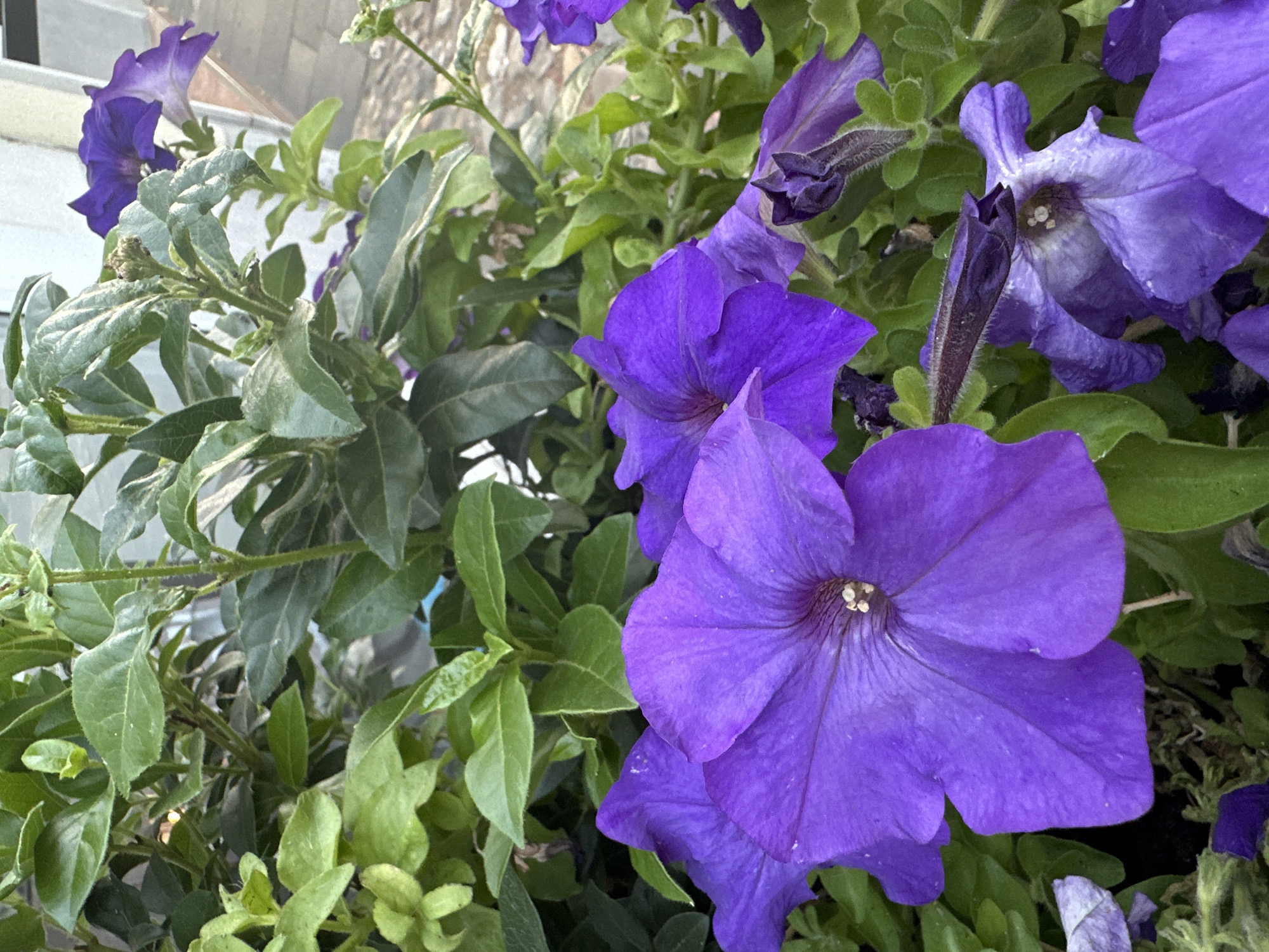 A close-up, eye-level shot captures a cluster of vibrant purple petunias with lush green foliage. The flowers, in various stages of bloom, dominate the foreground. One large petunia on the left is fully open, revealing its delicate petal structure and a darker, purplish center with visible stamens. Another, partially visible petunia to its right, is also open, with its petals slightly curled. Several unopened buds and wilting flowers add texture to the scene. The background is a blur of green leaves and hints of a light-colored wall and a stone pathway, suggesting an outdoor setting. The lighting is soft, casting gentle shadows and highlighting the rich colors of the petals. There is no indication of the city of Krefeld, Germany, or any specific geographical markers.