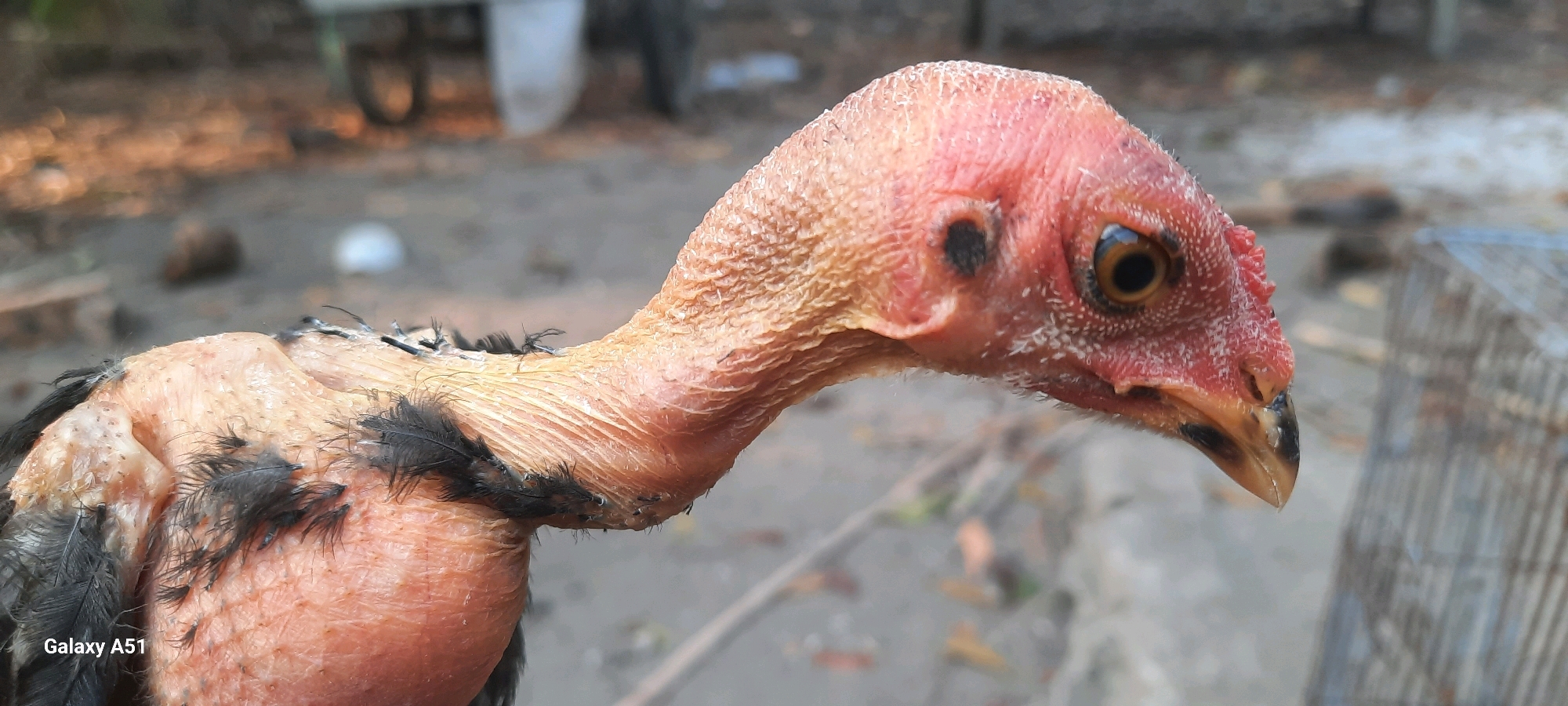 A close-up, side-view, eye-level shot focuses on the head and neck of a nearly featherless chicken, exhibiting pinkish-red, wrinkled skin. The chicken's eye is open and visible, with a dark pupil and a brown iris. A small, black, irregular marking is present on its head, just above and in front of the eye. The beak is a yellowish-brown color with black markings near the tip. Some sparse, dark feathers are visible on its neck and upper body. The background is out of focus, suggesting an outdoor environment with a dirt or gravel ground. Hints of greenery and possibly a blurry object resembling a wheel or cart are discernible in the distance. The lower left corner of the image contains a watermark that reads "Galaxy A51". The location is identified as Jatitengah, Indonesia.