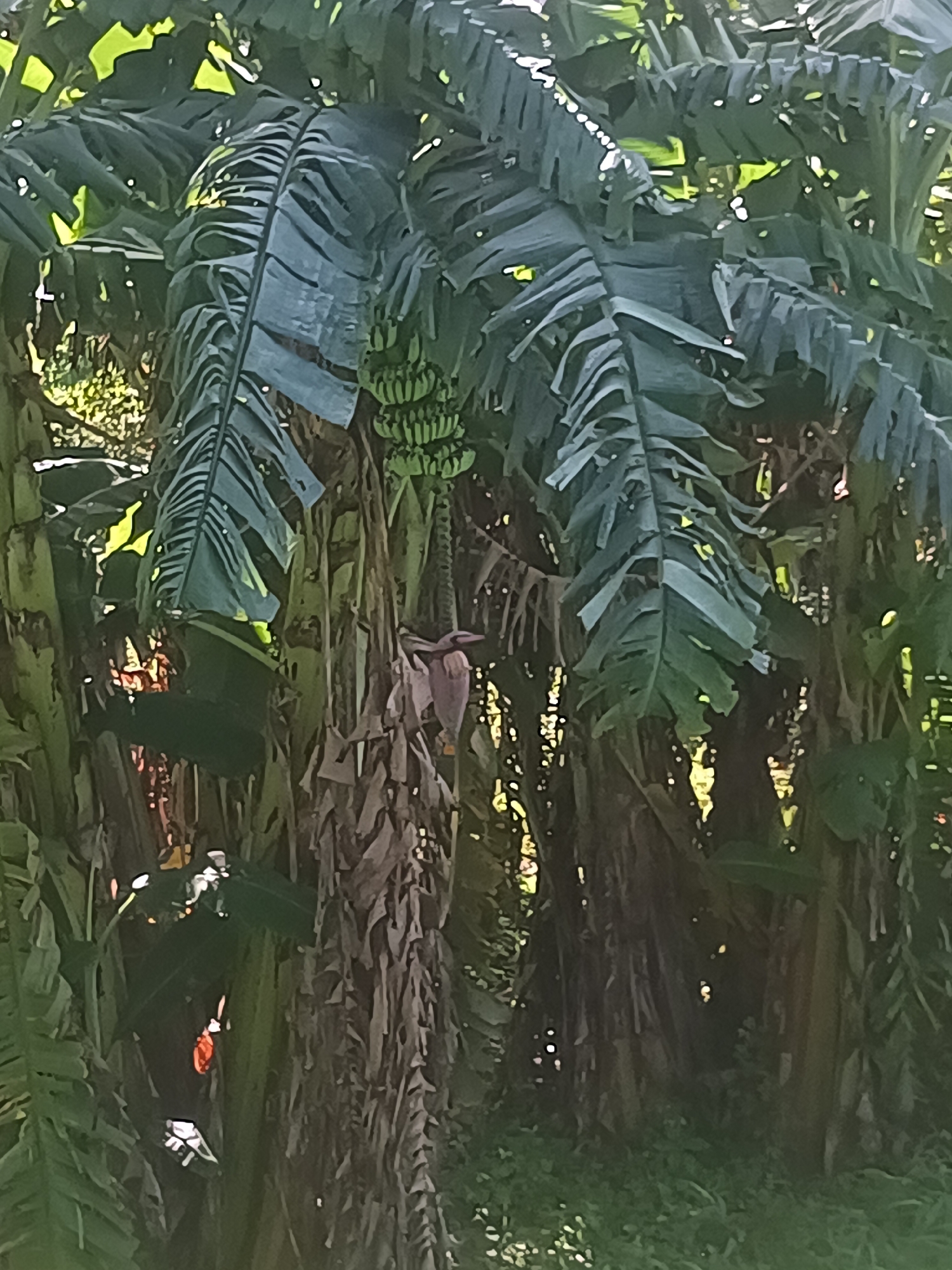The image depicts a banana tree in what appears to be a natural setting, possibly a garden or plantation in the vicinity of Ban Tak Daet, Thailand. The tree has large, green leaves with a prominent bunch of unripe, green bananas hanging from its stem. Below the bananas, there's a reddish-purple banana flower. The tree trunk is partially obscured by dried leaves. Other banana trees and foliage are visible in the background. The lighting indicates it is likely daytime. There is no immediate sign of human presence.