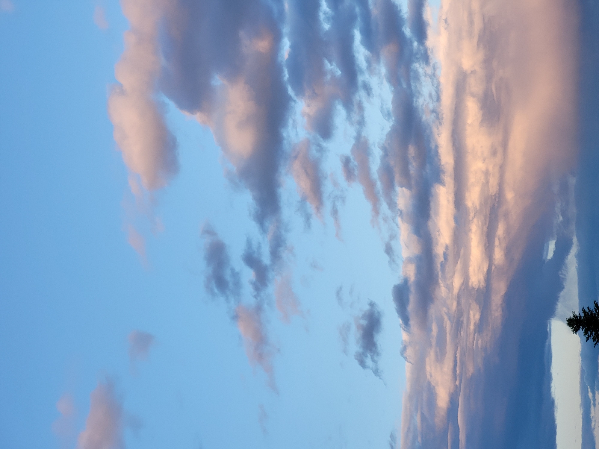 A tall, dark green coniferous tree is silhouetted against a sky filled with dramatic clouds, some tinged with pink and orange from the setting sun. The sky transitions from a pale blue at the top to deeper blues and grays lower down, where thick cloud formations dominate. The image is a vertical shot with no discernible urban environment, suggesting a natural or semi-natural setting.