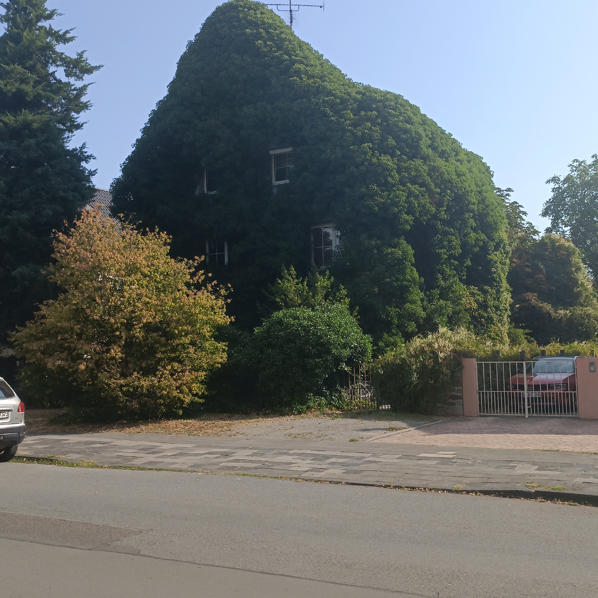 The image captures a scene in Rüsselsheim am Main, Germany, featuring a house almost entirely covered in dense green foliage, resembling a natural mound. The structure has visible windows peeking through the greenery. In front of the house, there is a paved driveway leading to a metal gate, through which a red car is partially visible. To the left of the house, a tree with autumnal colored leaves stands out against the darker greenery. A silver car is parked on the left side of the road in the foreground. The sky is clear and blue, indicating a sunny day. The overall impression is one of a house that has been taken over by nature, creating a unique and somewhat surreal landscape.