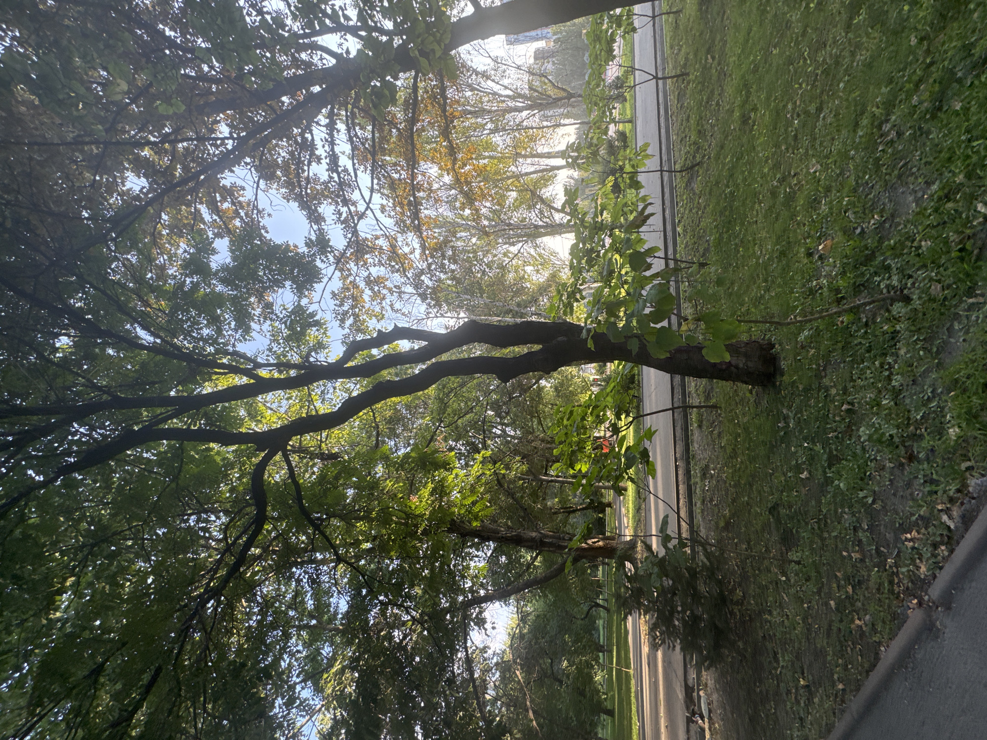 The image depicts a view of a park area with trees and a pathway, likely in Bishkek, Kyrgyzstan. In the foreground, a grassy area is visible with a curb and asphalt on the left edge. Several trees with green and some autumnal foliage are present, with sunlight filtering through the leaves. In the mid-ground, a paved pathway or road runs horizontally. Beyond the pathway, more trees with autumnal colors are visible, some appearing tall and slender. In the background, a cityscape with buildings is faintly discernible. The overall scene suggests a public park or green space within an urban setting. No people are visible in the image.