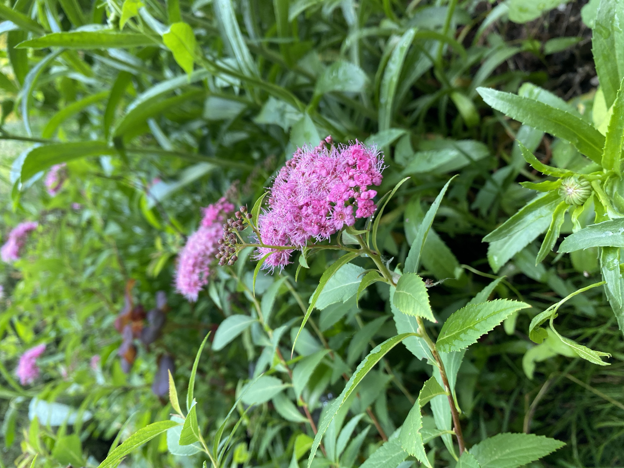 In an outdoor setting, possibly a garden, a close-up shot focuses on a cluster of bright pink flowers with delicate, feathery petals. The flowers are attached to a thin stem and surrounded by lush green foliage. The leaves are varied in size and shape, with some appearing slightly damp, suggesting recent rain or dew. The background is blurred, with hints of more green leaves and some darker reddish-brown foliage, creating a soft, natural backdrop. The lighting appears to be diffused, possibly indicating an overcast day or shade.