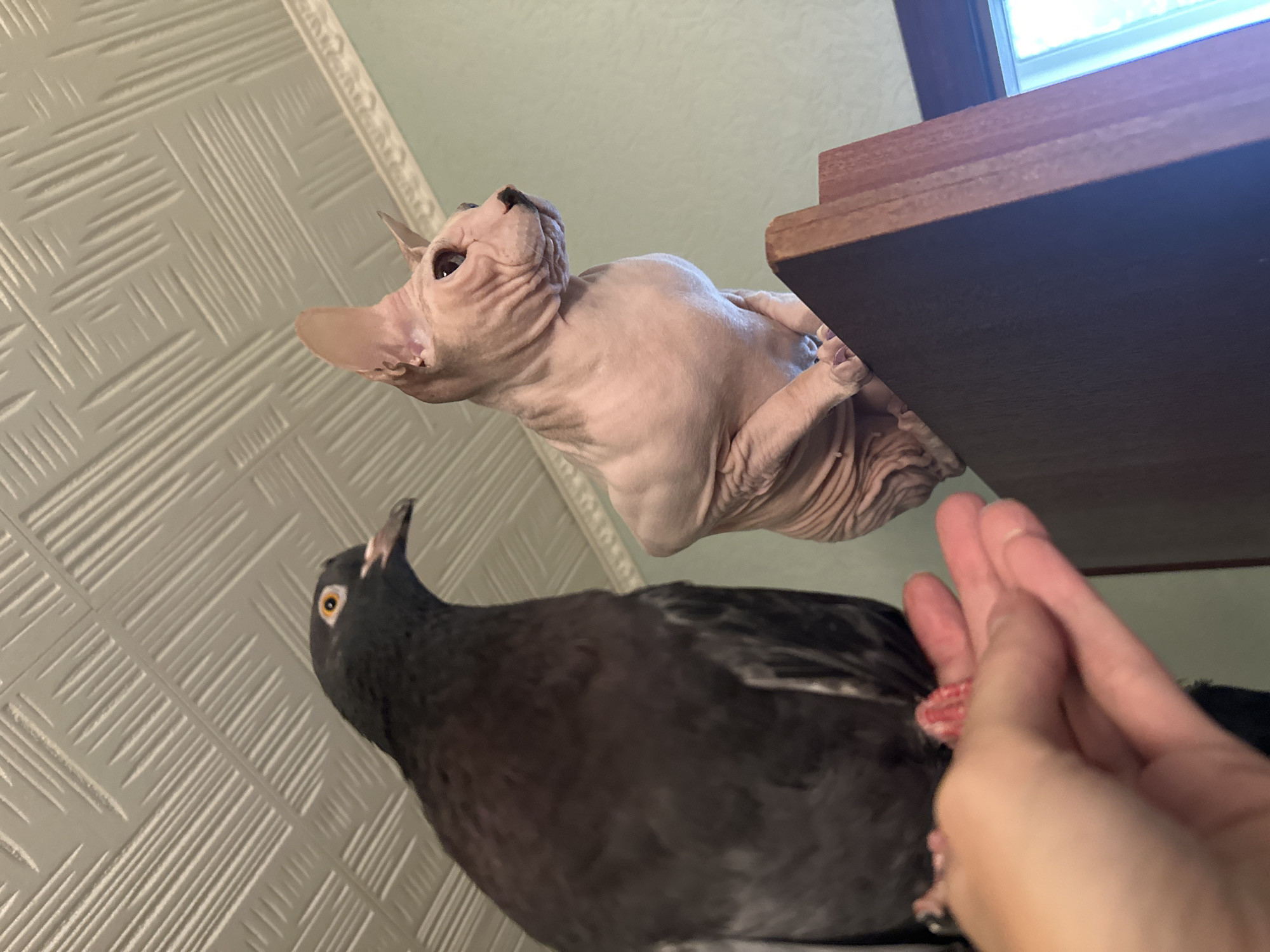 A dark-feathered pigeon is perched on a hand, pecking at food offered. To its right, a hairless Sphynx cat sits on a wooden ledge, looking to the right. The background features a white, textured ceiling and a light green wall.