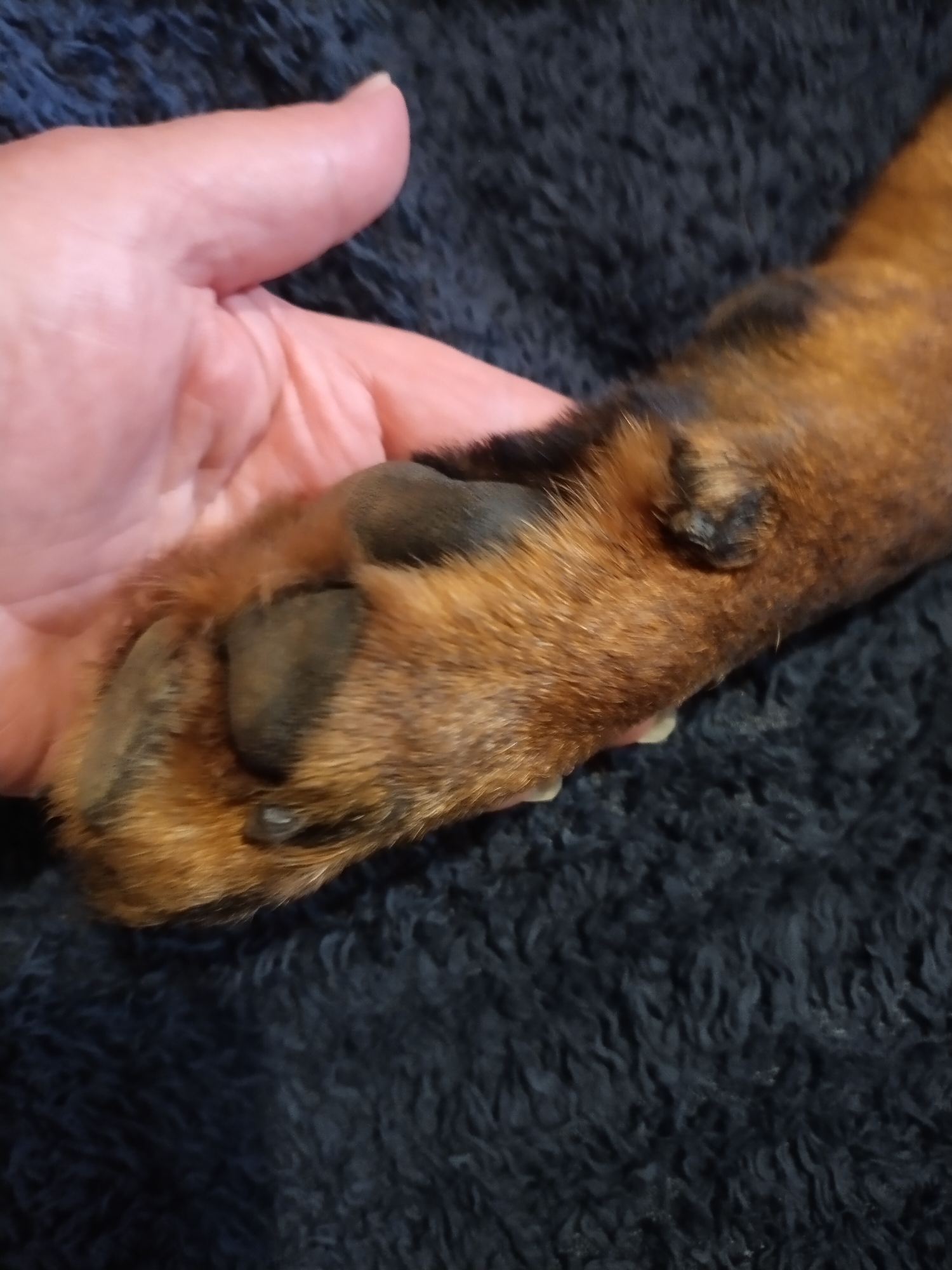 A close-up, overhead shot shows a human hand gently holding a dog's paw. The dog's fur is a mix of brown and black, with distinct black pads on its paw. The hand is pale-skinned and appears to be resting on a dark, fuzzy surface, possibly a blanket or rug. The background is dark and out of focus, with the dog's paw and the hand being the primary subjects of the image. The image does not contain any specific details that would allow for its localization within the city of Horishni Plavni, Ukraine.