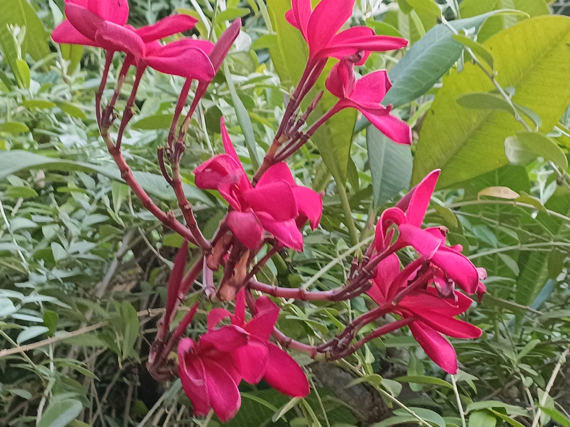 The image shows a cluster of vibrant pink flowers on a plant. The flowers have multiple petals that are slightly curled and appear to be in various stages of bloom. They are attached to thin, reddish-brown stems that branch out. The background is filled with lush green foliage, with some leaves appearing larger and lighter green, suggesting a mix of plant types. The overall impression is of a natural, outdoor setting. This image is not specific to Surabaya, Indonesia; it is a generic depiction of flowers.