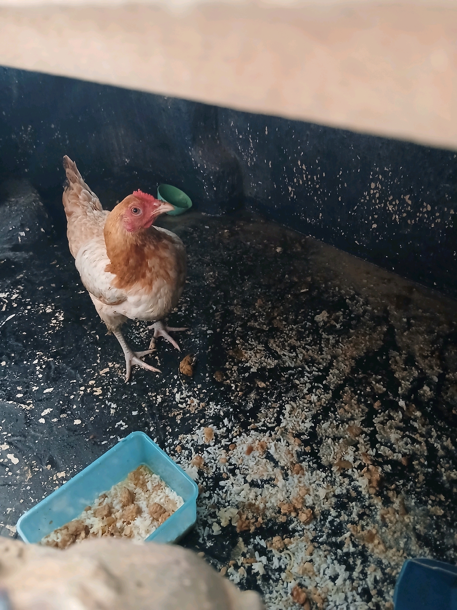 A light brown hen with a red comb stands on a dark, speckled surface that appears to be the floor of an enclosure, likely in a coop. Scattered across the floor are remnants of food, possibly rice and other grains, mixed with what appears to be waste. In the foreground, to the left, a blue plastic container holds a portion of the food. To the right of the hen, a small pile of dark droppings is visible. In the background, a green bowl is partially obscured. The overall environment suggests a domestic animal setting. The image may have been taken in the city of Pangkalpinang, Indonesia, given the context provided.