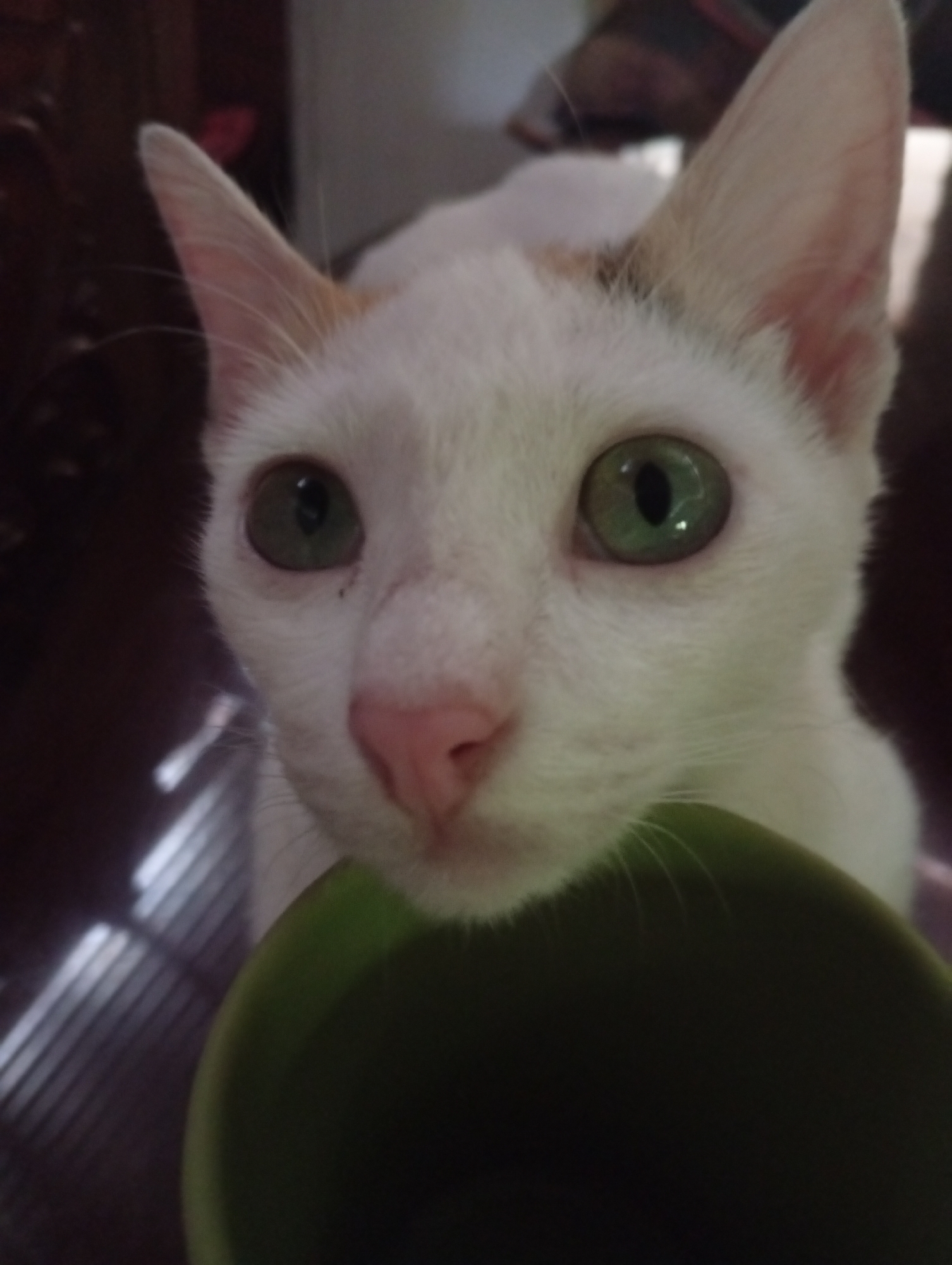 A close-up, slightly blurry, eye-level photograph shows the face of a white cat with green eyes. The cat is looking directly at the camera. Its ears are pointed upwards, and its pink nose is prominent. The cat's fur appears soft. The background is dark and out of focus, with hints of wooden furniture on the left and possibly a reflection of light on the right. A green object, possibly a bowl or cup, is in the foreground, partially obscuring the cat's lower face. The image was taken indoors. The location in Cordon, Philippines is not discernible from the image itself.