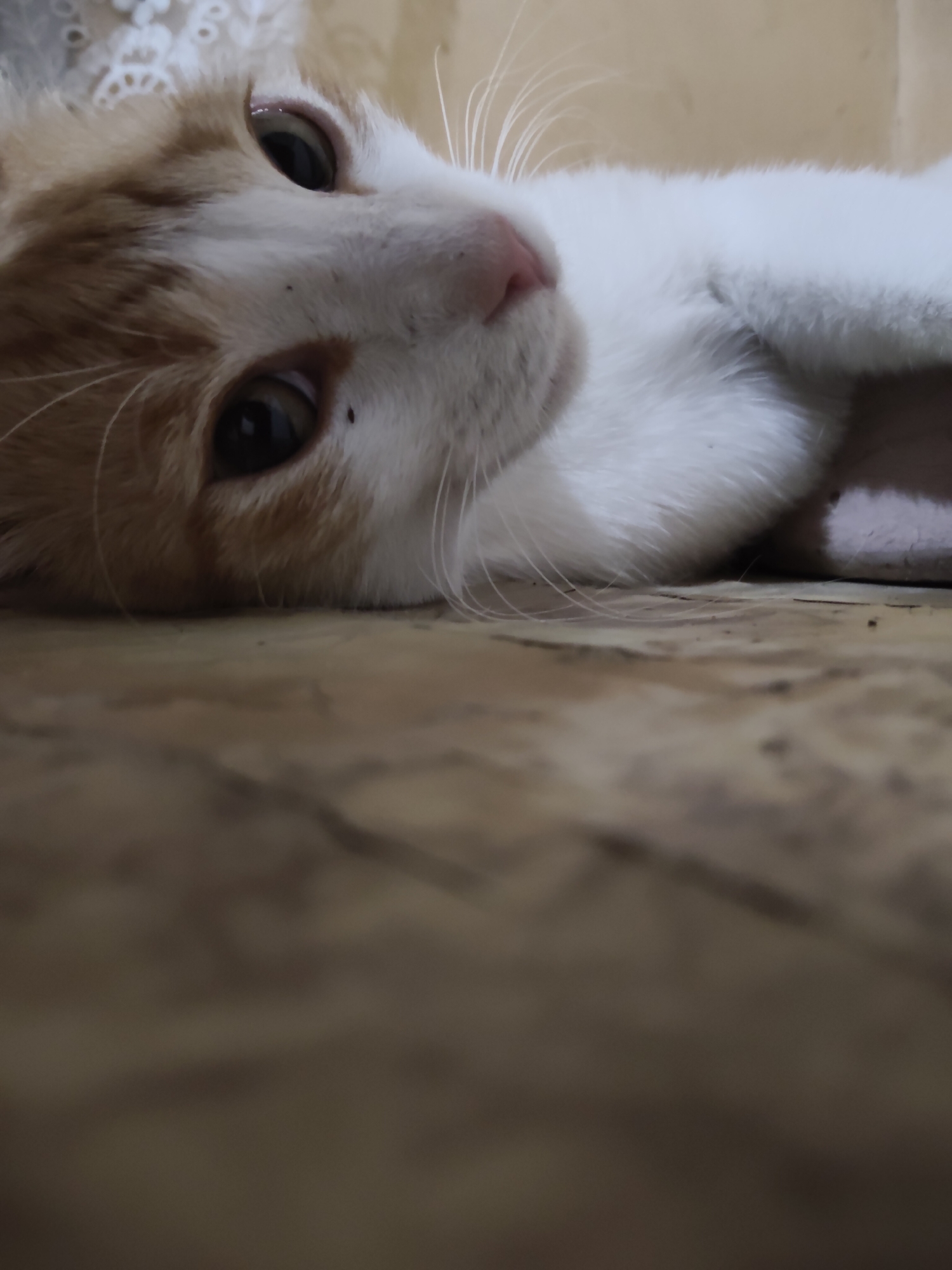 A close-up, low-angle shot focuses on the face of an orange and white cat lying on its side. The cat's eyes, one looking directly at the camera, are dark and alert. Its pink nose is visible, and long white whiskers extend outwards. The cat's fur is soft and appears clean. The background consists of a textured, light-colored surface, possibly a wall or fabric, and a wooden floor with a visible grain pattern. The lighting is soft and indirect. The image does not contain any discernible elements that would indicate its location in Ucrainca, Moldova.