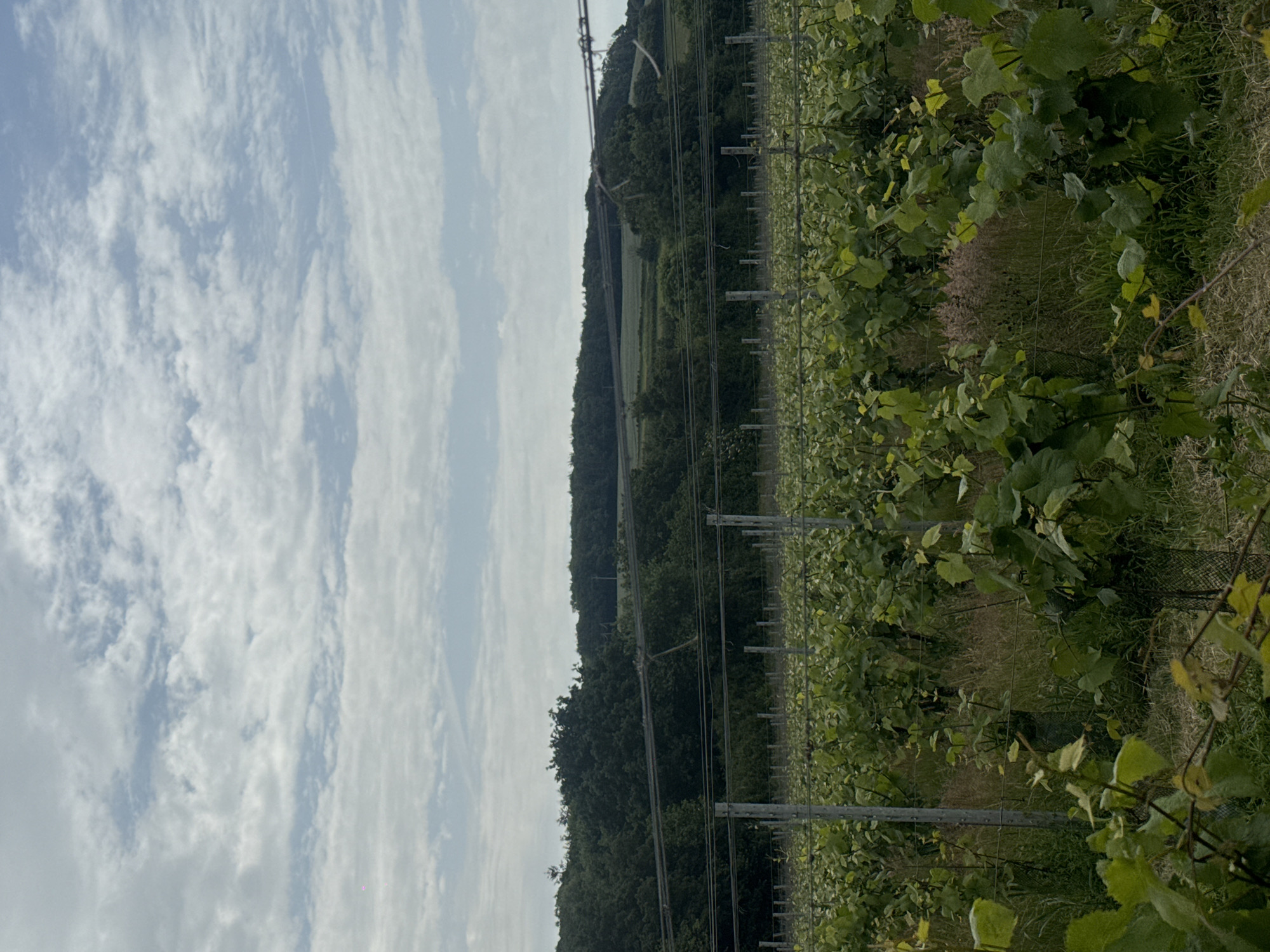 The image shows a vineyard with rows of green grapevines stretching into the distance under a cloudy sky. The vines are supported by metal posts and wires. Beyond the vineyard, there is a dense line of trees on a gently sloping hill, with power lines visible in the foreground and middle ground. The environment appears to be rural and agricultural. The image does not contain any people or discernible landmarks that would confirm it is in Canterbury, United Kingdom.