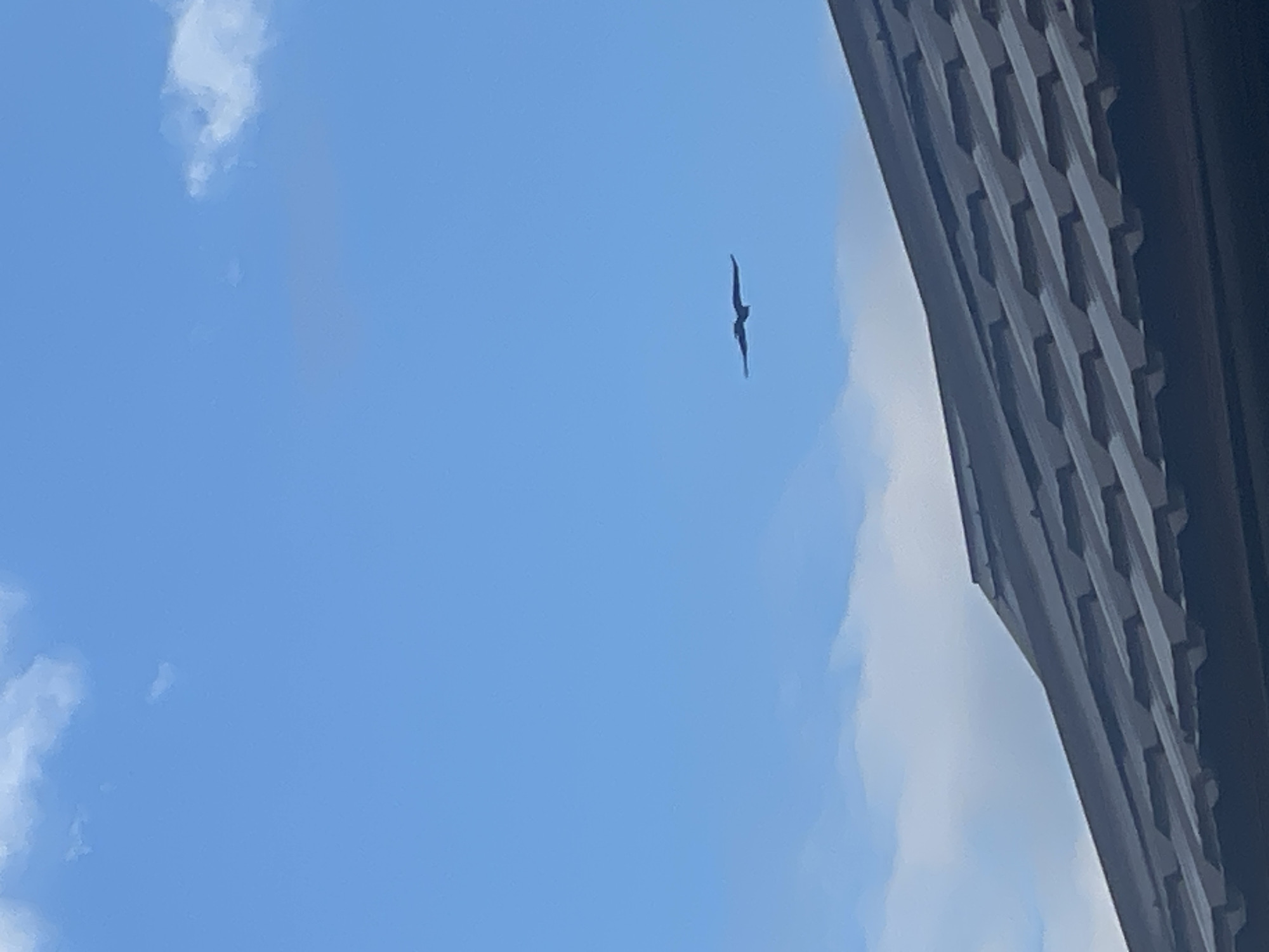 A dark silhouetted bird with outstretched wings is captured mid-flight against a clear blue sky with scattered white clouds. The bird is positioned in the upper-right quadrant of the image. In the foreground, the dark, angled roof of a building with distinct metal roofing panels takes up the bottom third of the frame. The image is a photograph taken outdoors.