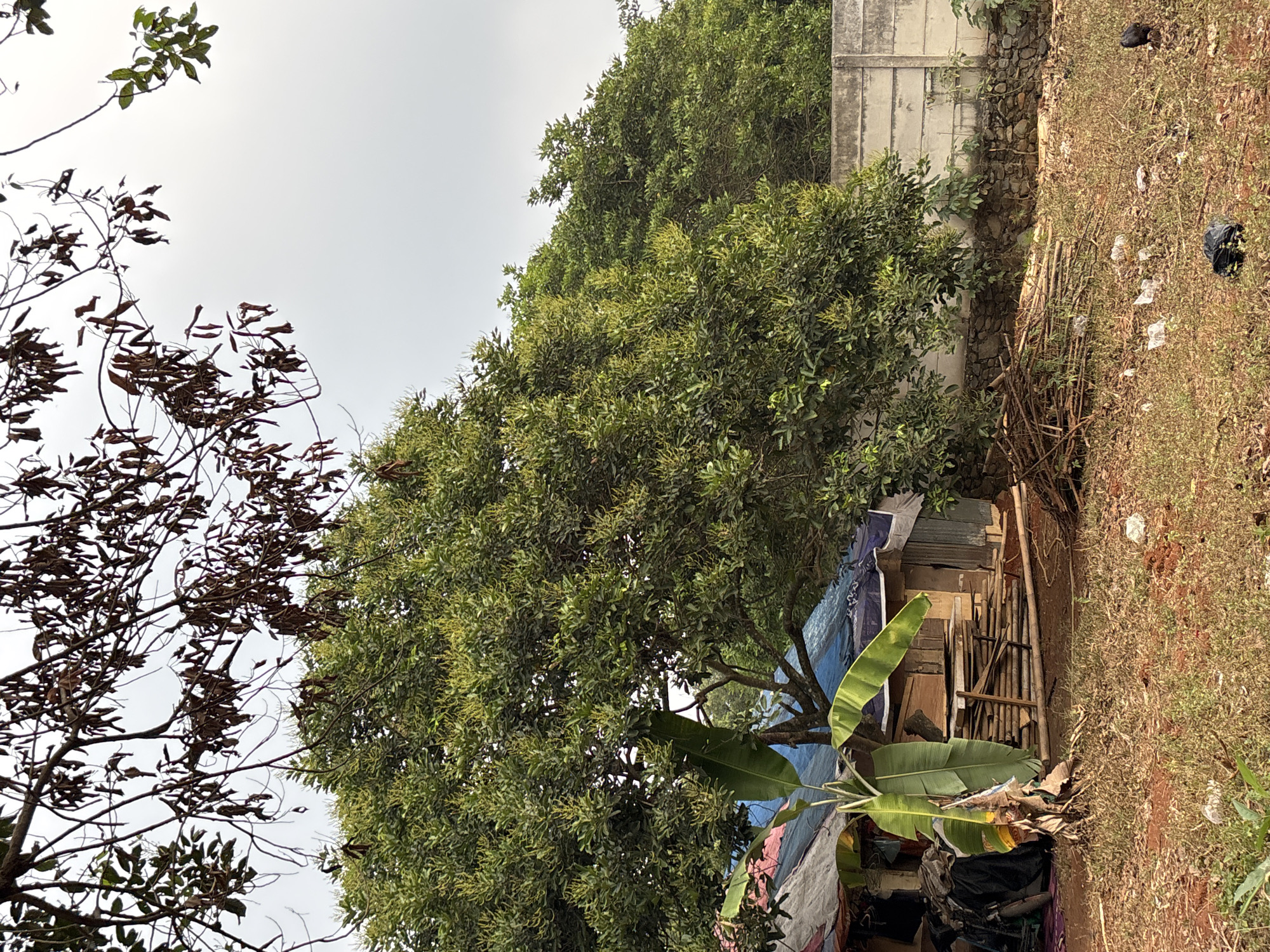 The image depicts a scene in Taman Rahayu, Indonesia, characterized by a natural and somewhat unkempt environment. Dominating the foreground is dry, reddish-brown soil interspersed with patches of sparse, dry grass and scattered debris, including plastic bags and other refuse. A small, black chicken is visible on the right side of the frame, foraging in the dry grass.
In the mid-ground, a cluster of makeshift structures is situated under the canopy of a large, leafy green tree. These structures appear to be constructed from various materials, including corrugated metal, tarpaulin sheets in shades of blue, red, and grey, and possibly wood. Adjacent to the structures, a pile of neatly stacked wooden planks and branches is visible, suggesting an ongoing construction or renovation project, or perhaps fuel for a fire. A young banana tree with large green leaves stands to the left of the structures.
Behind the makeshift housing, a mature tree with dense green foliage partially obscures a concrete wall that runs horizontally across the image. This wall is weathered and shows signs of age, with vegetation growing around its base, suggesting a boundary to a property or the edge of an urban area. Overhanging the entire scene from the top of the frame are the dry, bare branches of another tree, contrasting sharply with the lush greenery below. The sky is overcast and a pale grey. The overall impression is one of a rural or semi-rural setting, possibly on the outskirts of a more developed area, with elements of both nature and human habitation.