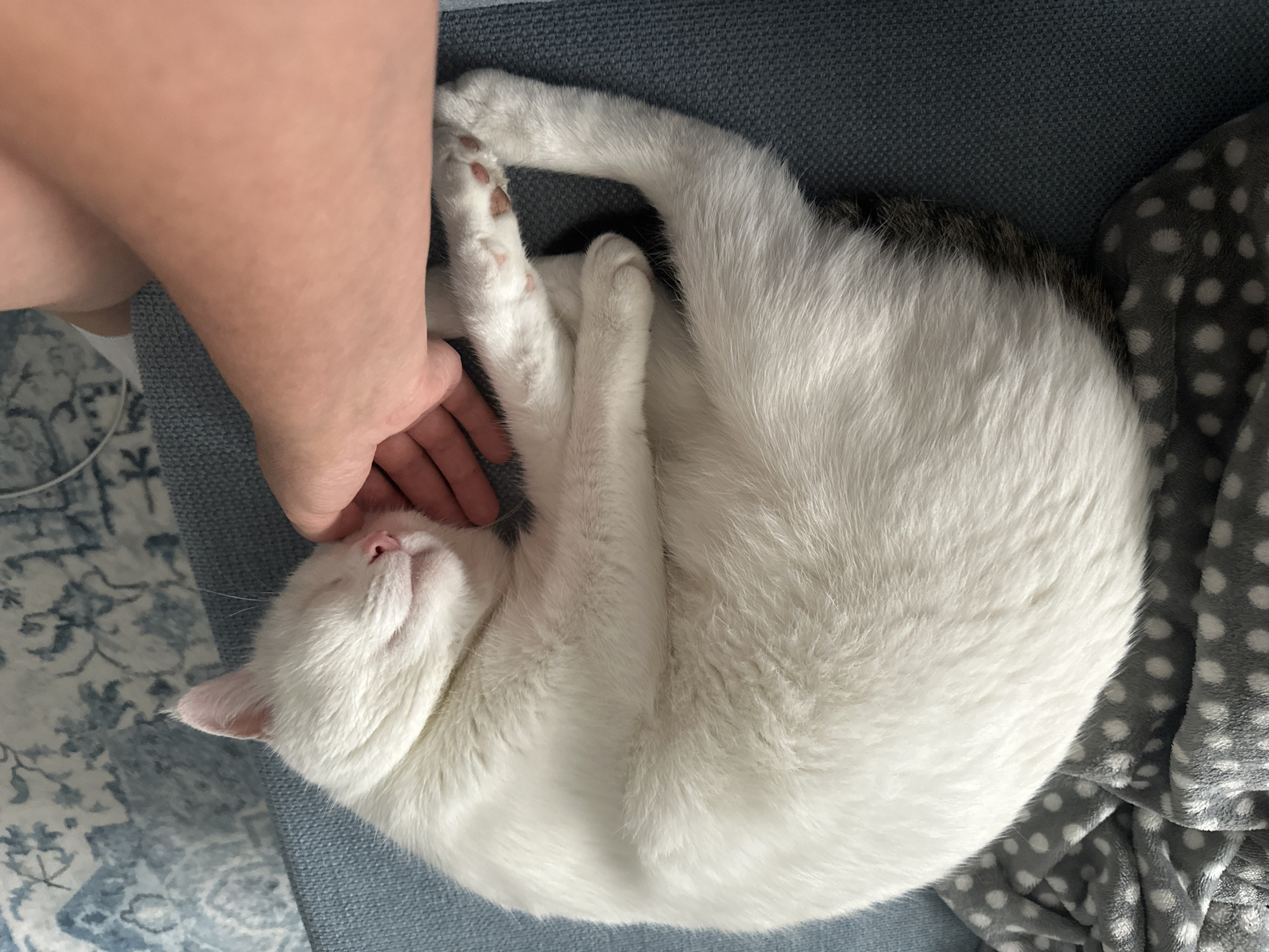 A white cat is sleeping curled up on a blue couch. A person's hand is gently petting the cat's head. The cat has pink toe beans and some dark markings on its tail. A gray and white polka dot blanket is on the left side of the couch. The scene is indoors.