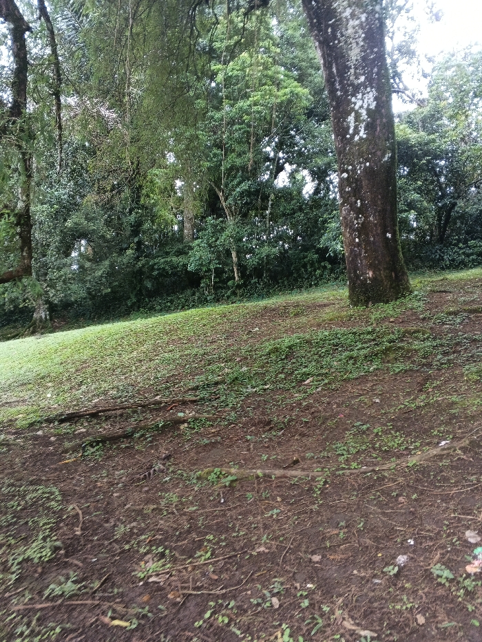 This image depicts a natural, wooded environment, identified as being within or near the city of Tah, Vietnam. The foreground consists of reddish-brown soil interspersed with sparse green ground cover and multiple exposed, dark brown tree roots. The midground presents a gentle, grassy incline populated by low-lying green vegetation. A thick, vertically-oriented tree trunk, dark brown with patches of white and light green lichen, is prominent on the right side of the midground. The background is a dense wall of varied green foliage and trees, forming a thick forest or jungle canopy. No individuals, overt actions, or man-made structures are visible. The ambient light suggests an overcast or shaded condition.