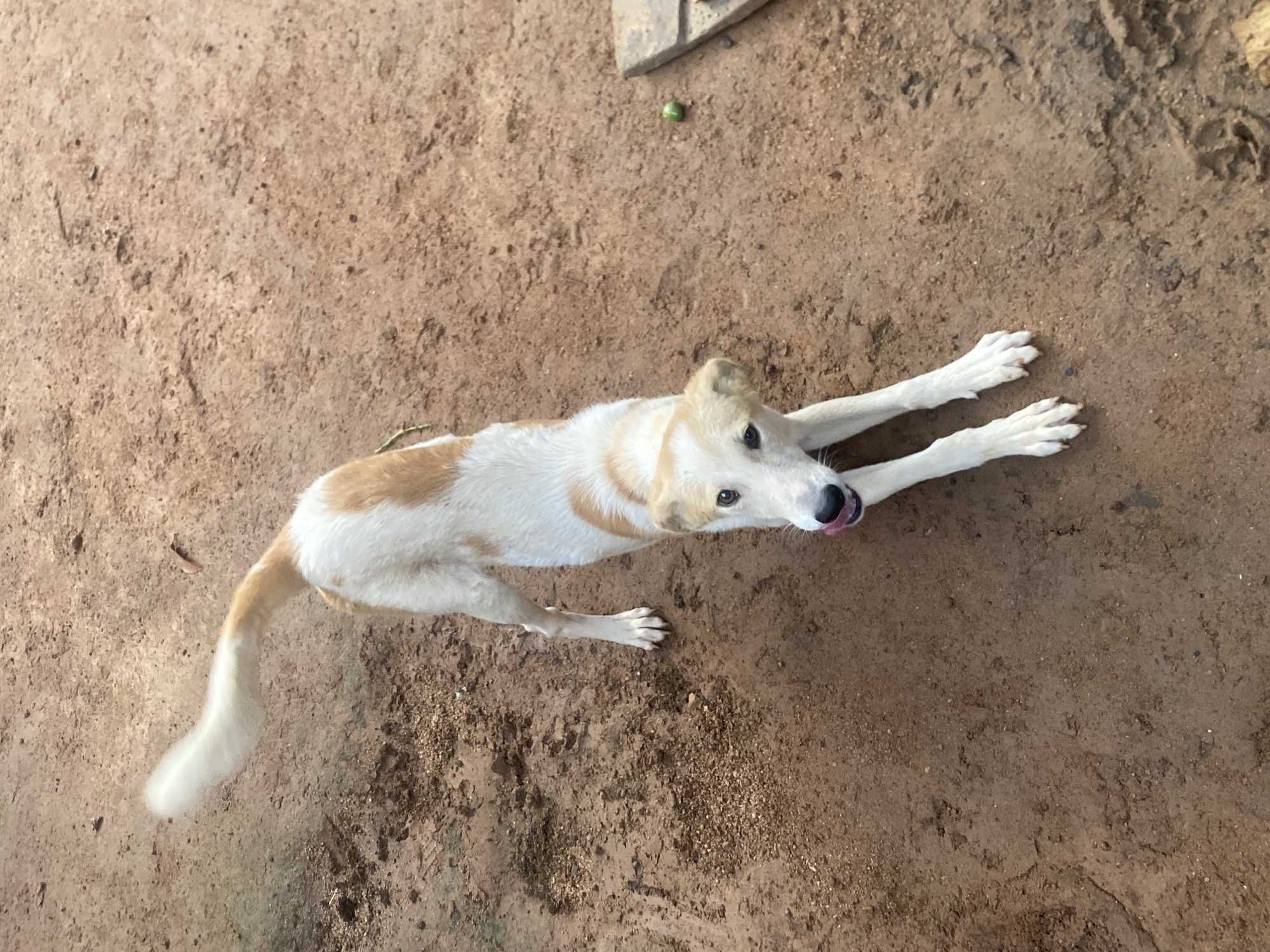 A medium shot from an elevated angle captures a light-skinned dog with tan markings, stretching out on a brown dirt surface. The dog faces upwards, its pink tongue slightly protruding. A small, round, green object lies in the upper left quadrant. The location is Bukuru, Nigeria.