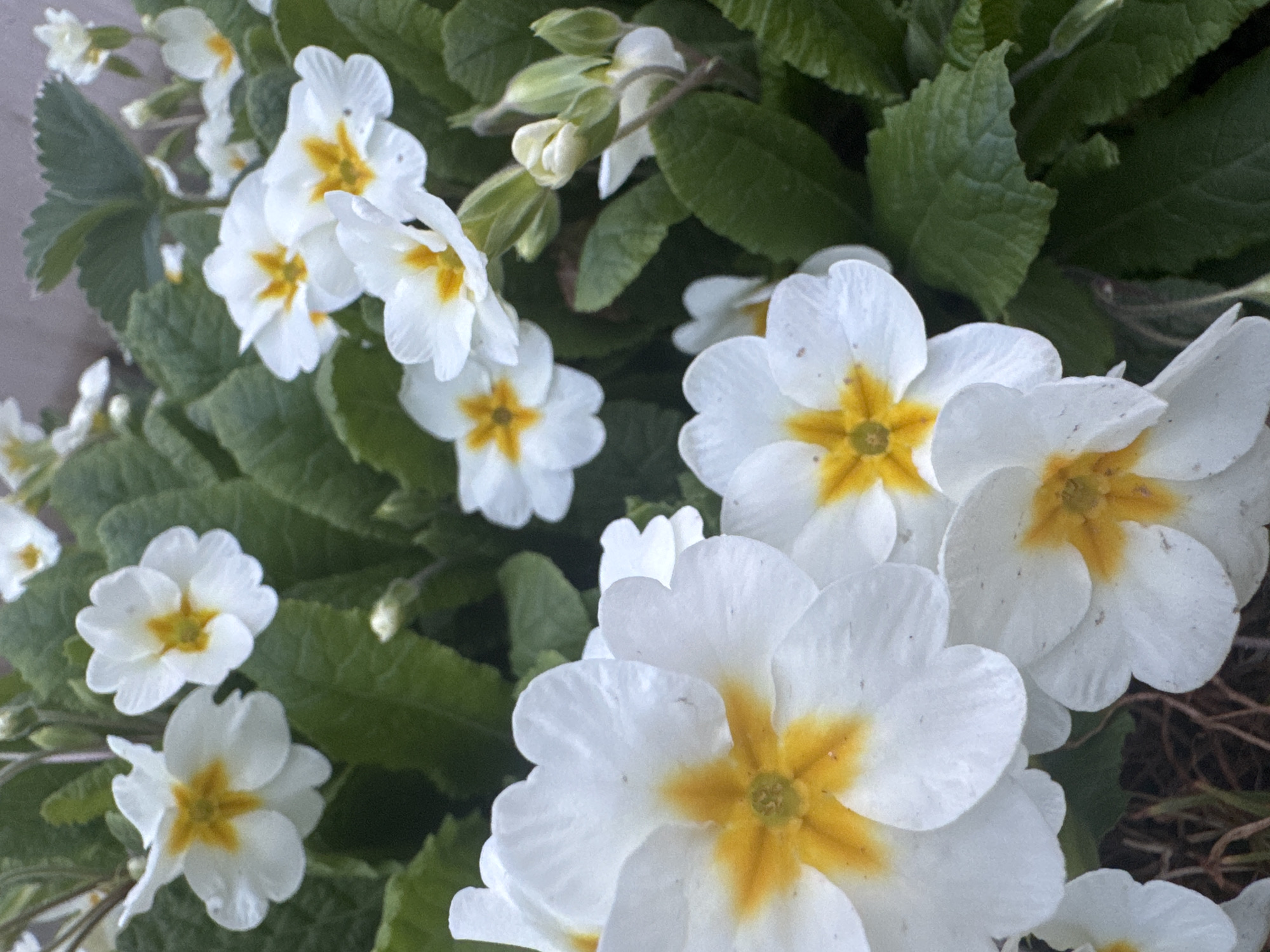 The image shows a cluster of white primrose flowers with yellow centers. The flowers are surrounded by green leaves. The scene appears to be outdoors, possibly in a garden or flower bed. There is no indication of a specific location, such as Mayak, Russia, or any other contextual elements like people, objects, or actions.