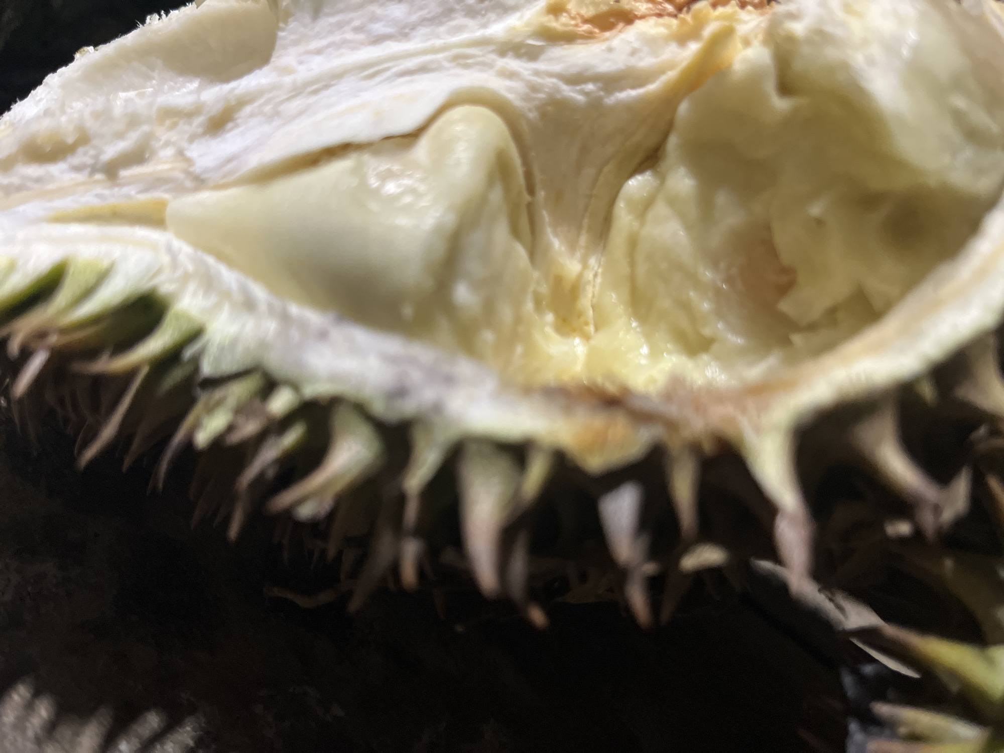 A close-up, overhead shot shows a cut durian fruit. The durian is split open, revealing its pale yellow flesh and creamy texture. The spiky outer husk is visible along the bottom and left edges of the frame. The background is dark and appears to be the ground. The scene is indoors, possibly on a table or surface. The image depicts a single, ripe durian fruit. There are no people or animals present. The location is Kilometer Delapan, Indonesia.