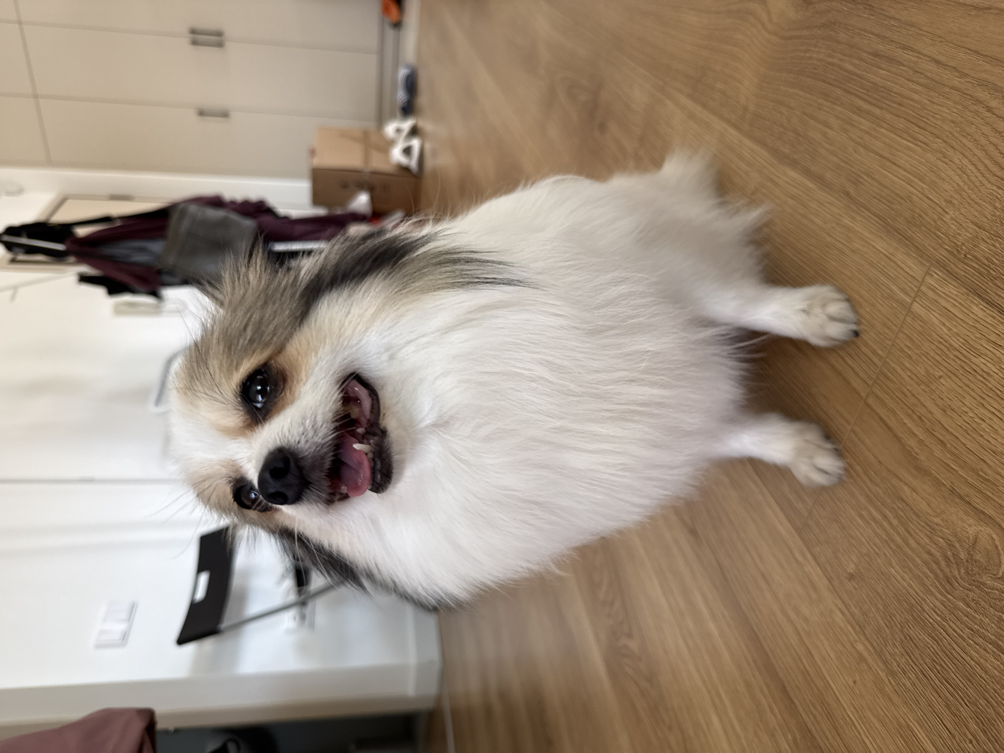 A small, fluffy white dog with tan and black markings is sitting on a light brown wooden floor. The dog is looking directly at the camera with its mouth open, panting. In the background, there are white walls, a black folding chair, a rack with clothes hanging on it, a cardboard box, and several pairs of shoes. The lighting appears to be natural light coming from the left. The scene is indoors, likely in a residential setting. The exact location in Neoi Epivates, Greece, cannot be determined from the image alone.