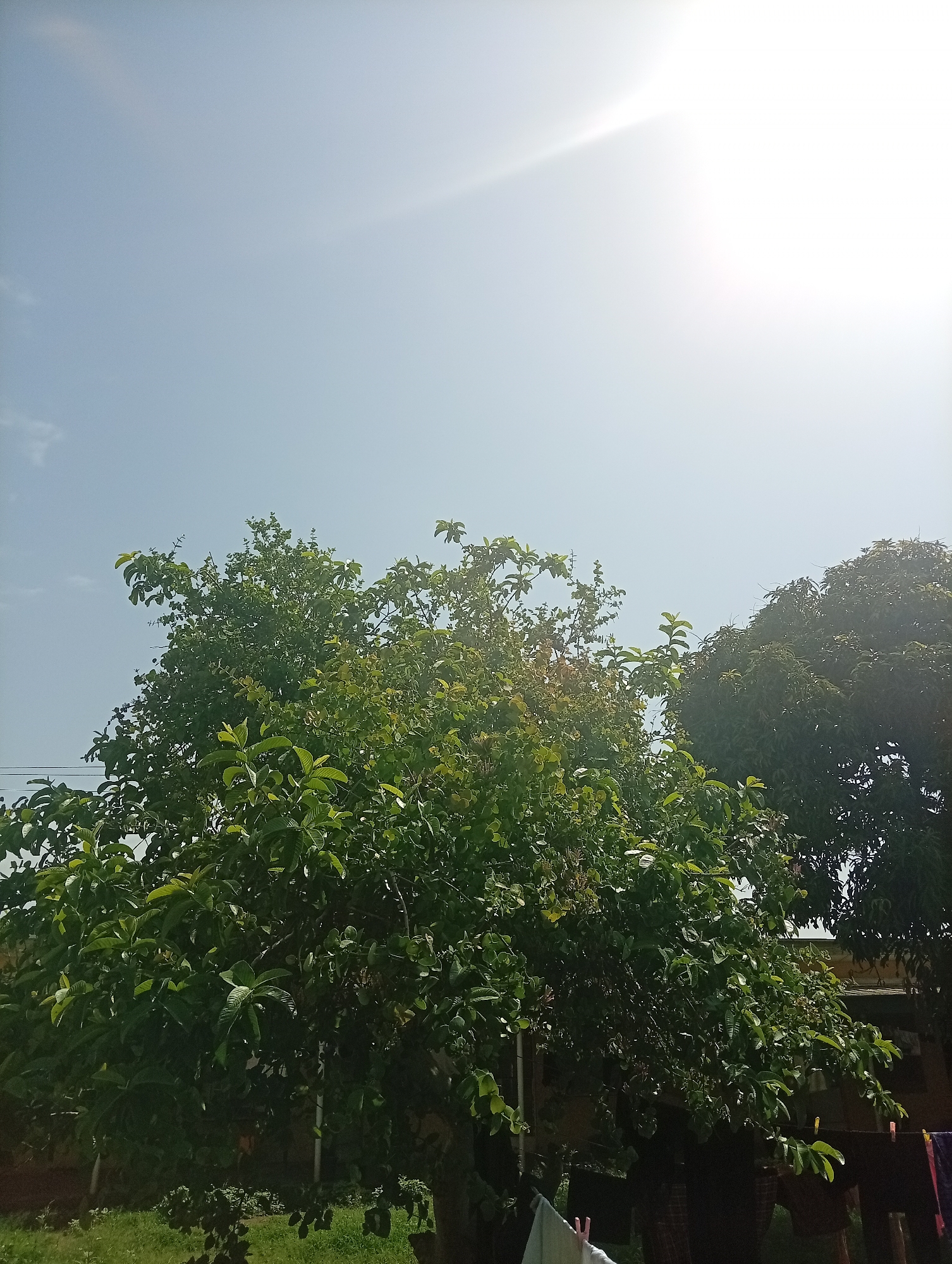 In the city of Jos, Nigeria, on a clear day with the sun shining brightly in the upper right quadrant, a lush green tree with dense foliage dominates the foreground. To the right of this tree, a portion of another darker green tree is visible. The background shows a building with a yellow-brown facade. In the lower section of the image, laundry hangs on a clothesline. The scene appears to be a residential outdoor area.